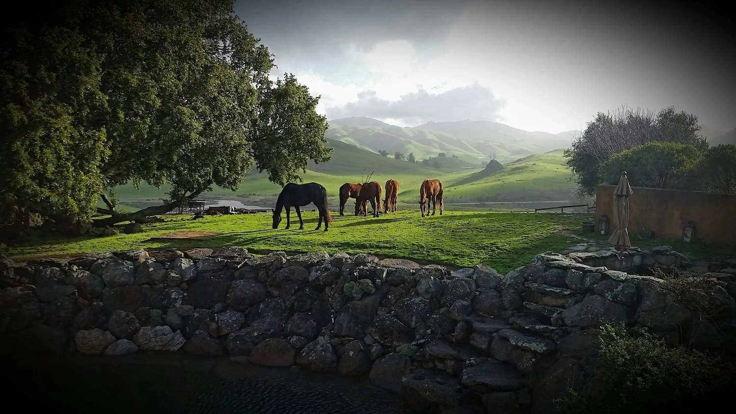 Four horses grazing on green grass in a scenic valley with rolling hills, trees, and a stone wall in the foreground.