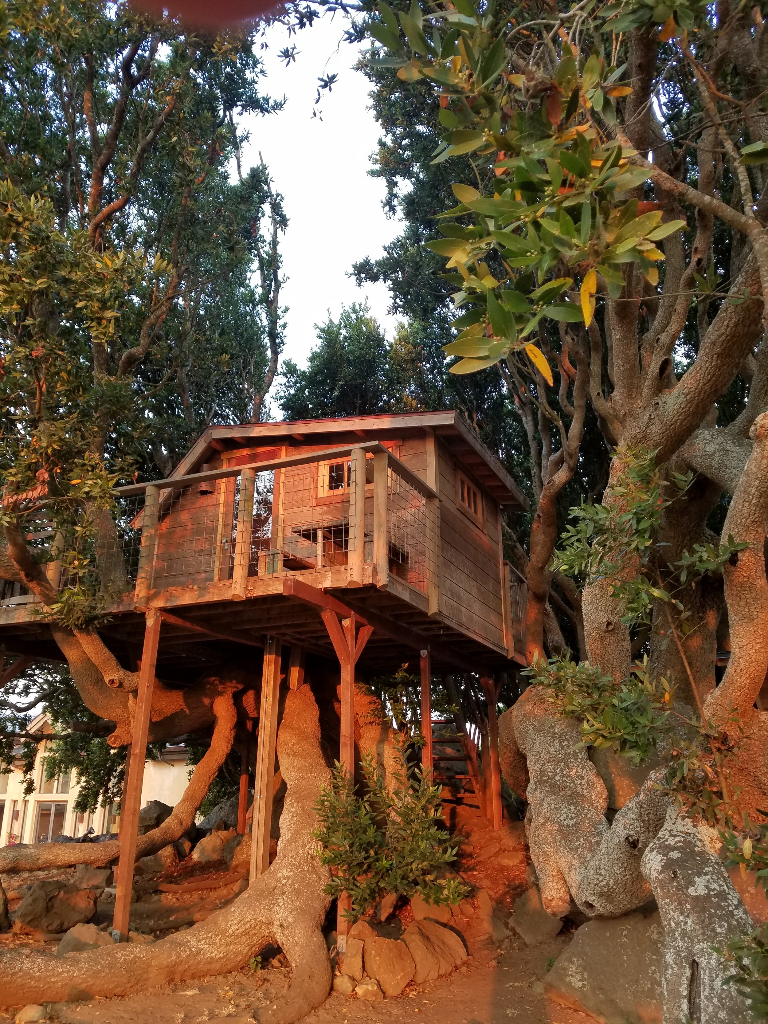Treehouse built among large, twisting tree branches with a wooden deck and railing, surrounded by thick foliage and rocks at the base.