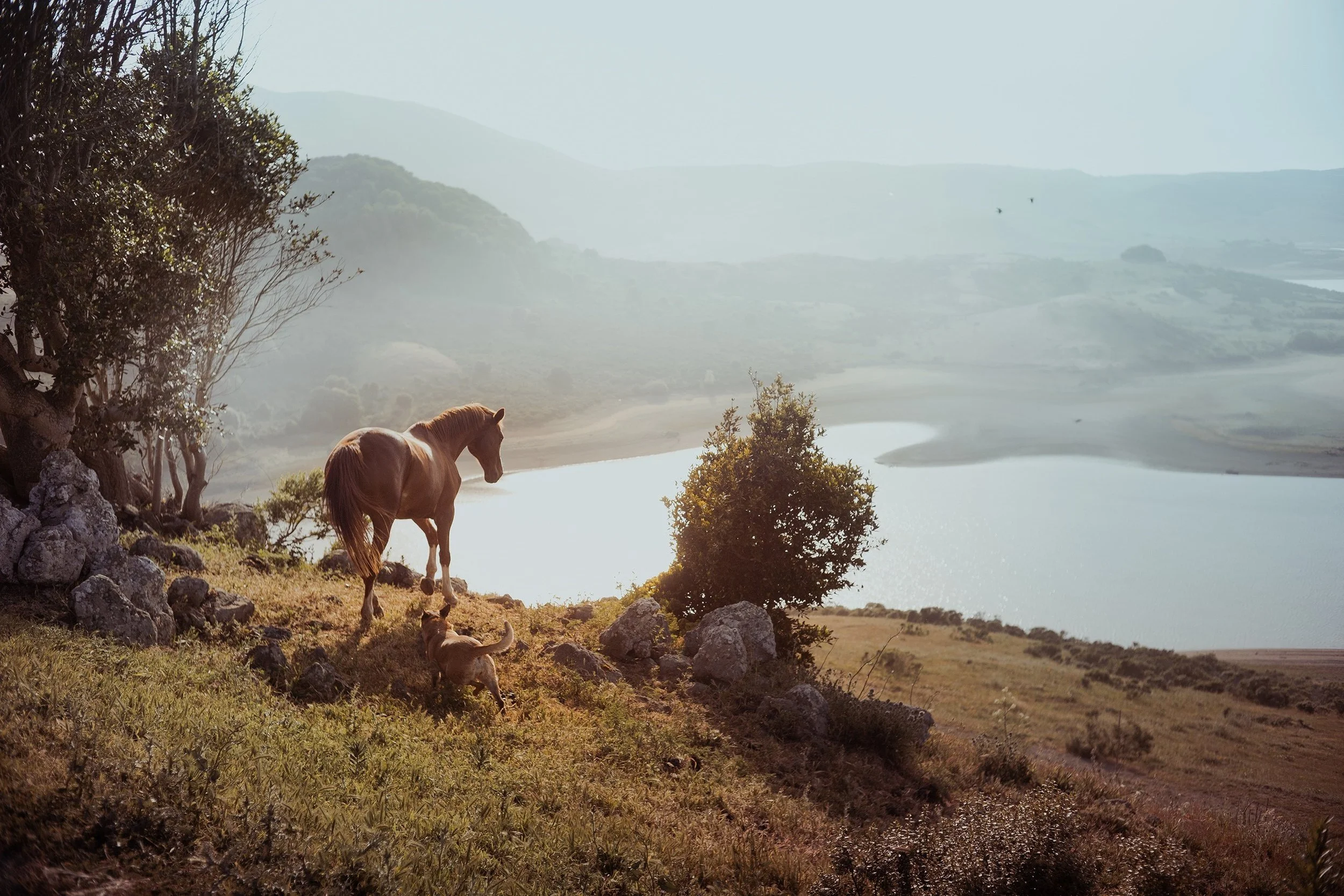 A brown horse standing on a grassy hill with two small dogs nearby, overlooking a river and misty mountains in the distance.