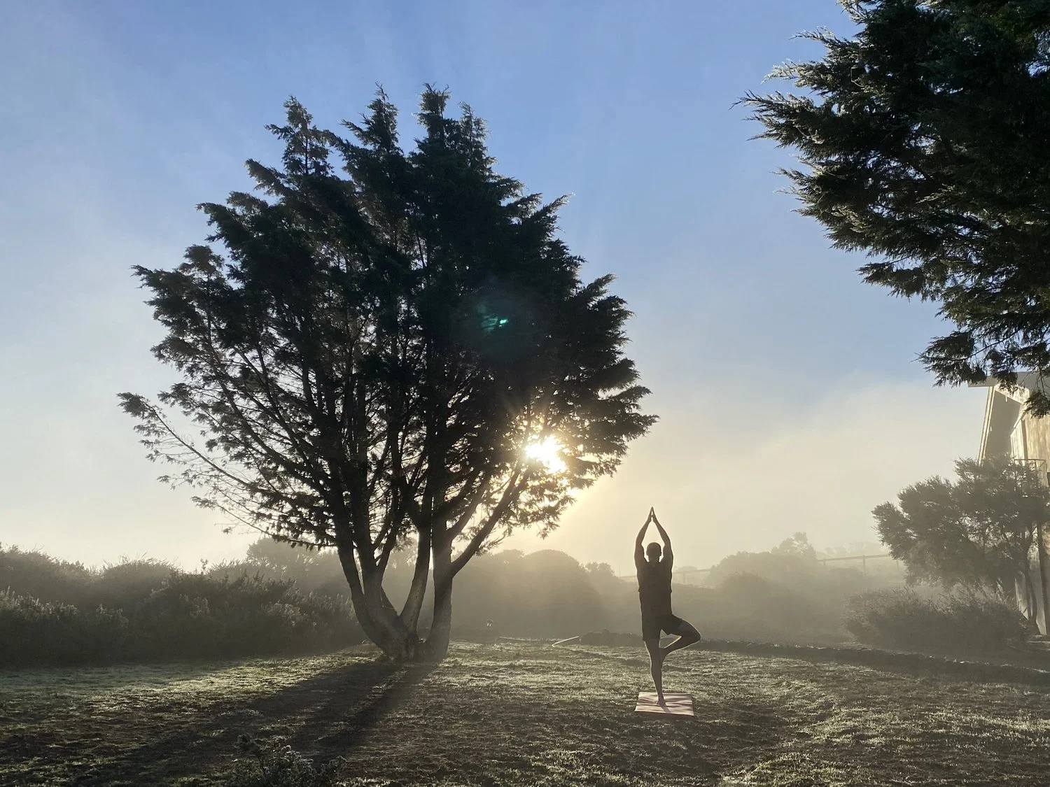 Person practicing yoga in a tree pose outdoors at sunrise or sunset, with tall trees and a hazy sky in the background.