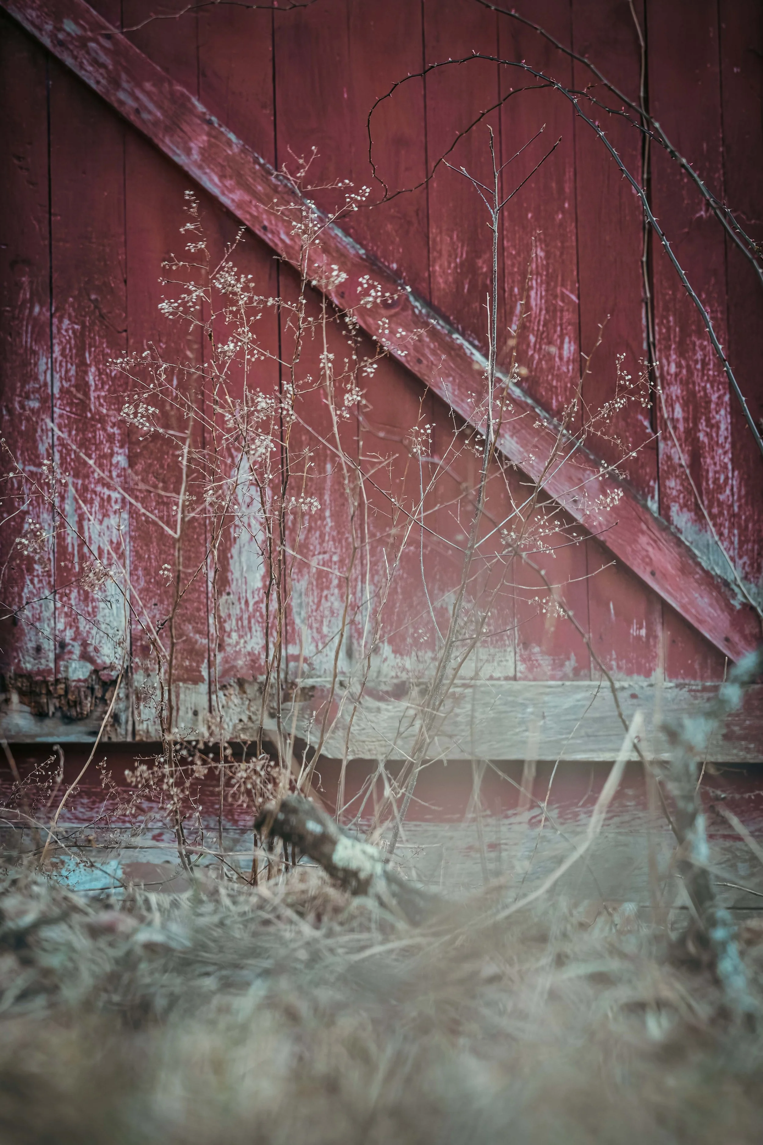 Close-up of dried plants with thin branches and small seed pods in front of a weathered red wooden barn siding with peeling paint.