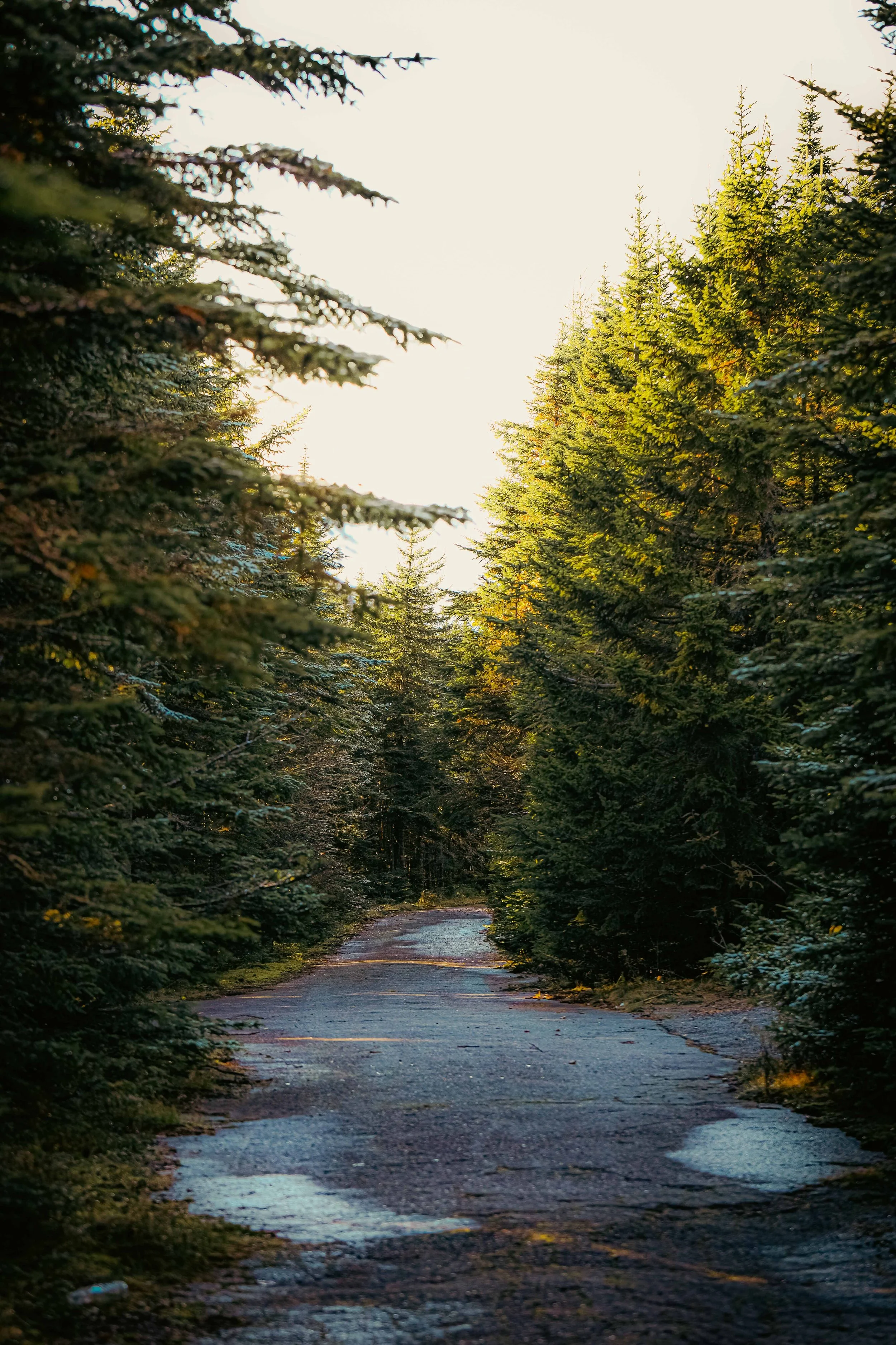 A forest path lined with green pine trees on both sides, with sunlight shining through the branches and a puddle on the trail.