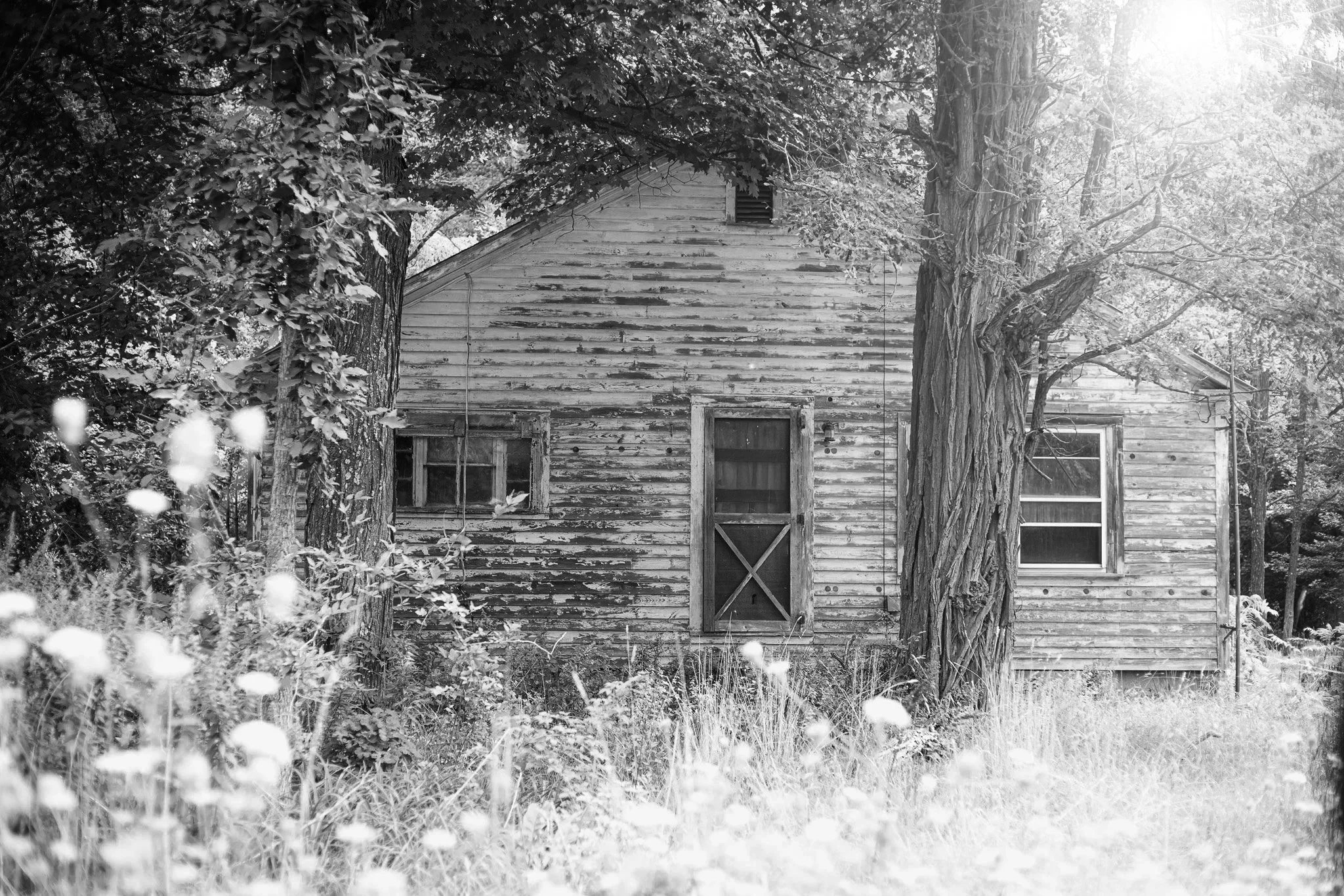 Old wooden house surrounded by trees and overgrown plants, black and white photograph