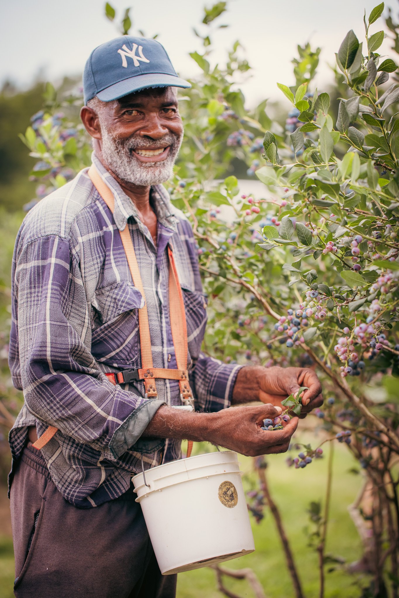 An elderly man with a gray beard and mustache smiling while picking blueberries from a bush, wearing a blue baseball cap, a plaid shirt, and a harness, carrying a white bucket in a blueberry farm.