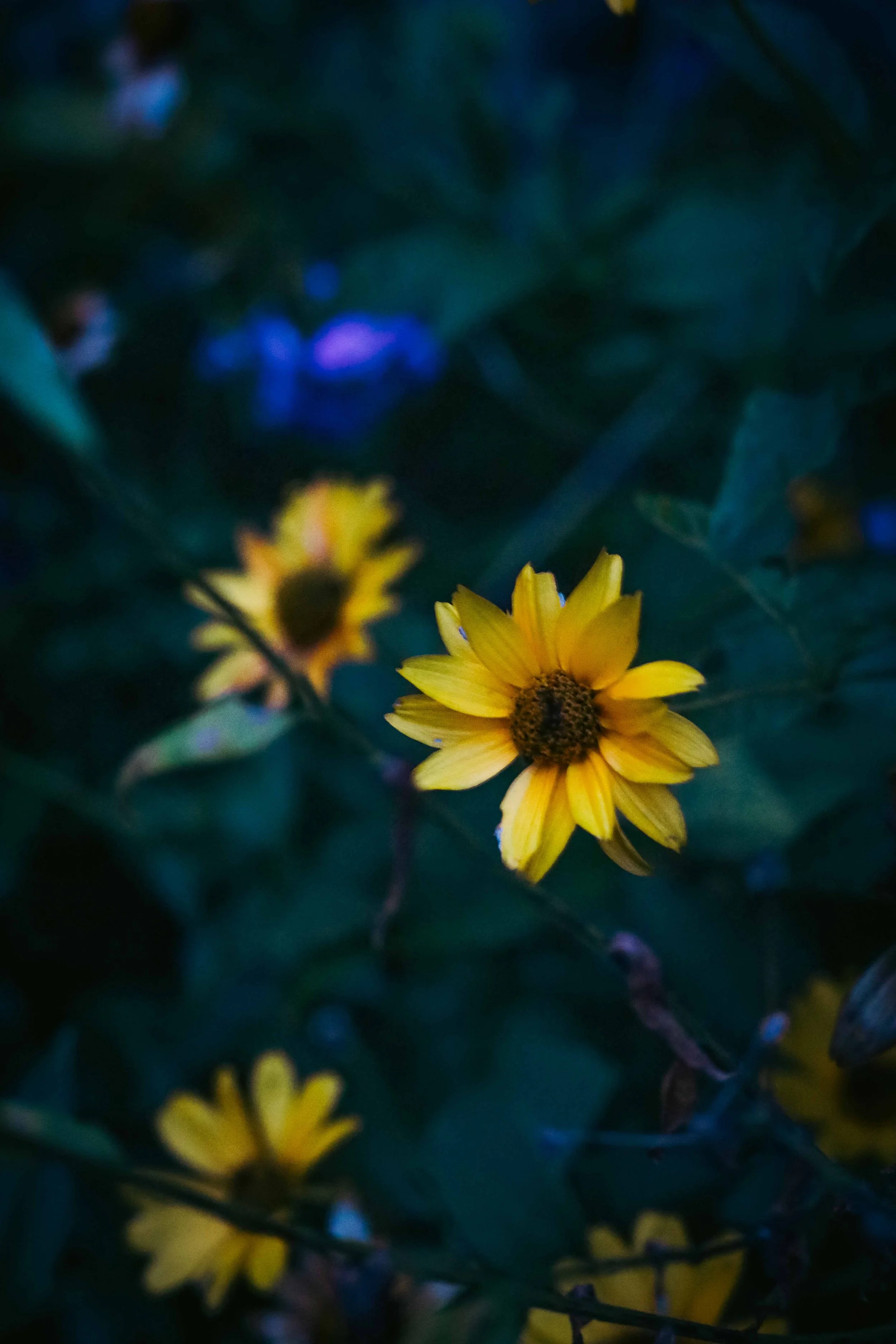 Close-up of a yellow flower with brown center, surrounded by green foliage and some out-of-focus blue and purple flowers in the background in low lighting.
