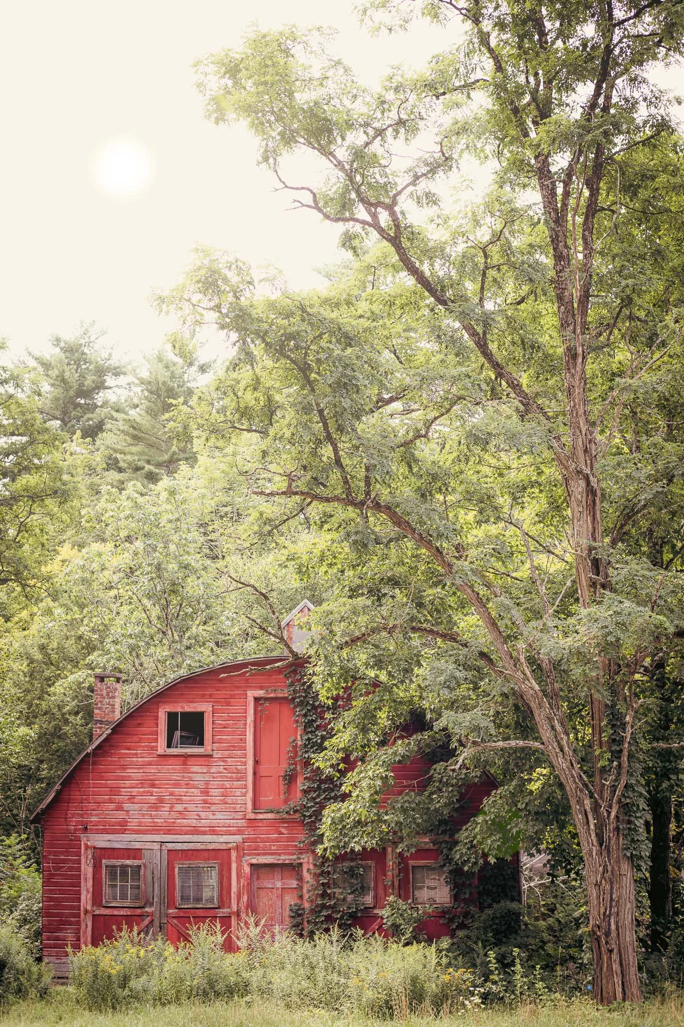 Red barn surrounded by tall trees and dense greenery in a rural setting