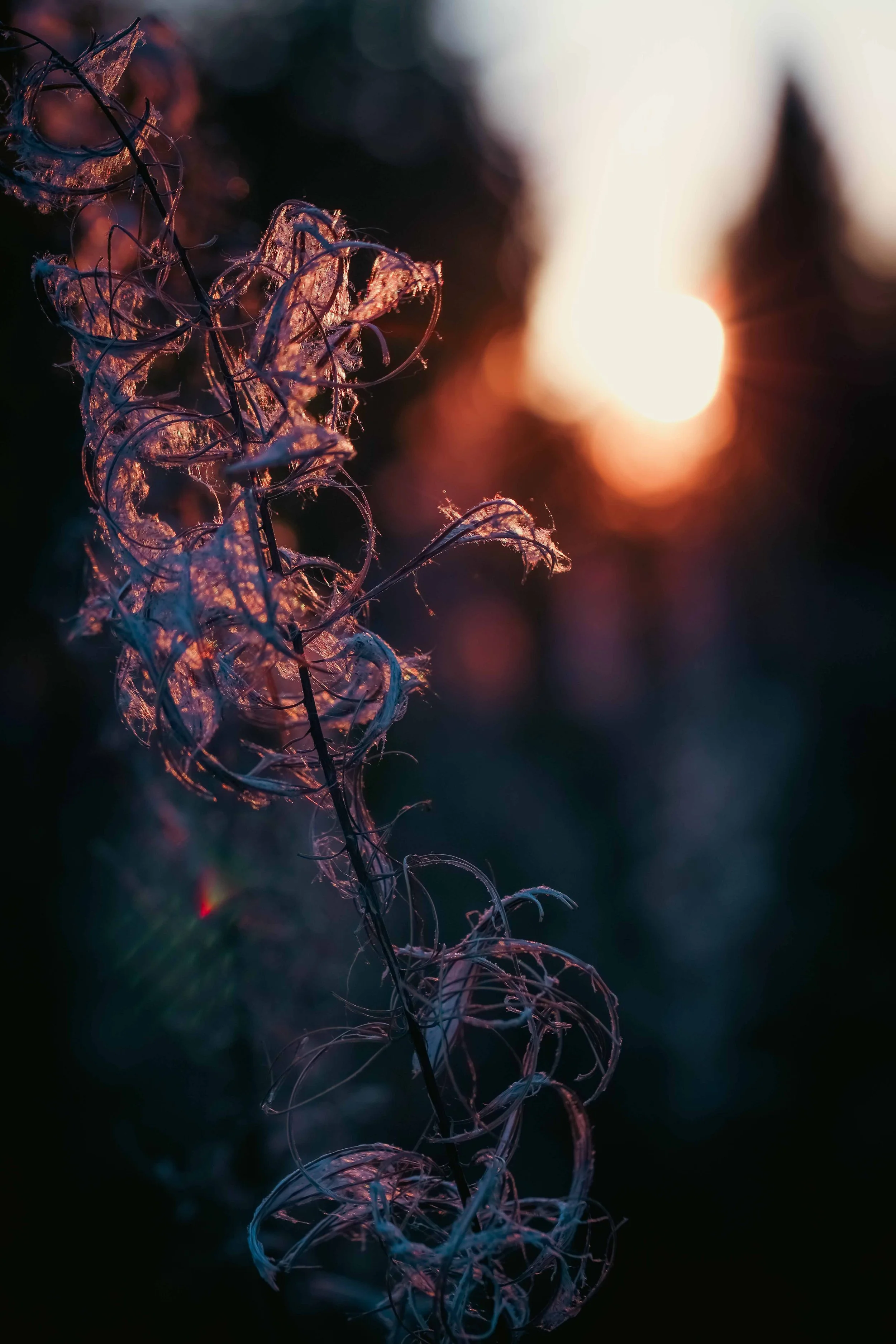Close-up of a dried, curly plant stem with a blurred sunset in the background.
