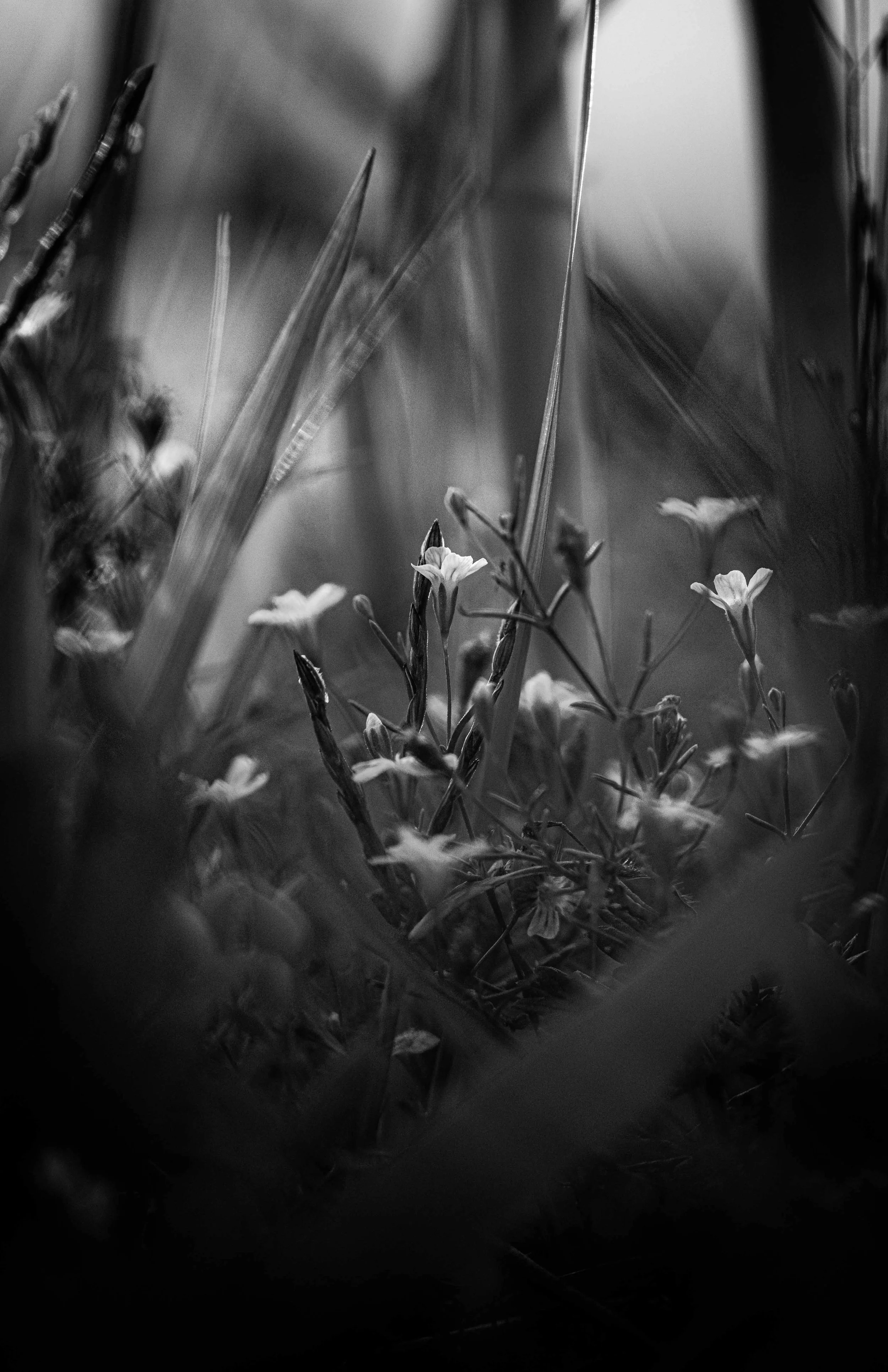 Close-up of small flowers and grass blades in black and white, with a blurred background.