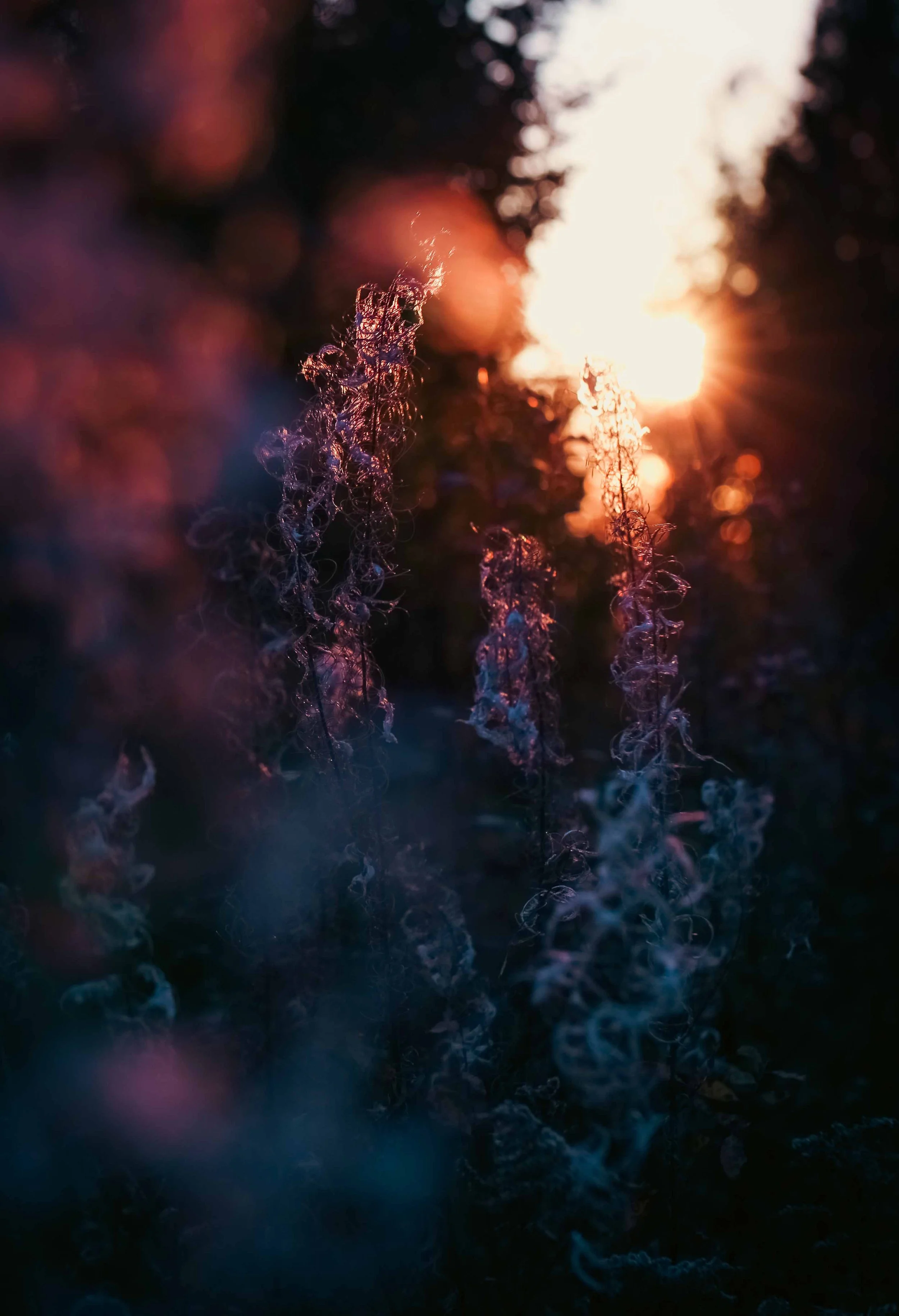 Close-up of frost-covered plants or branches with sunlight in the background, creating a warm glow.