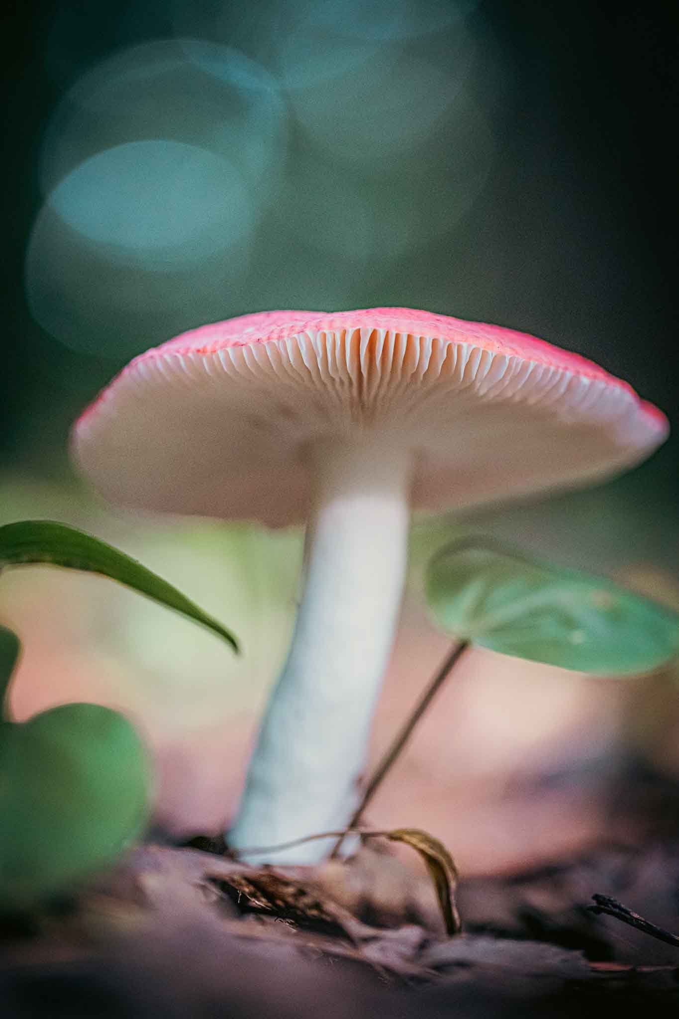 Close-up view of the underside of a pink mushroom with ruffled gills, growing among green leaves and twigs on the forest floor.