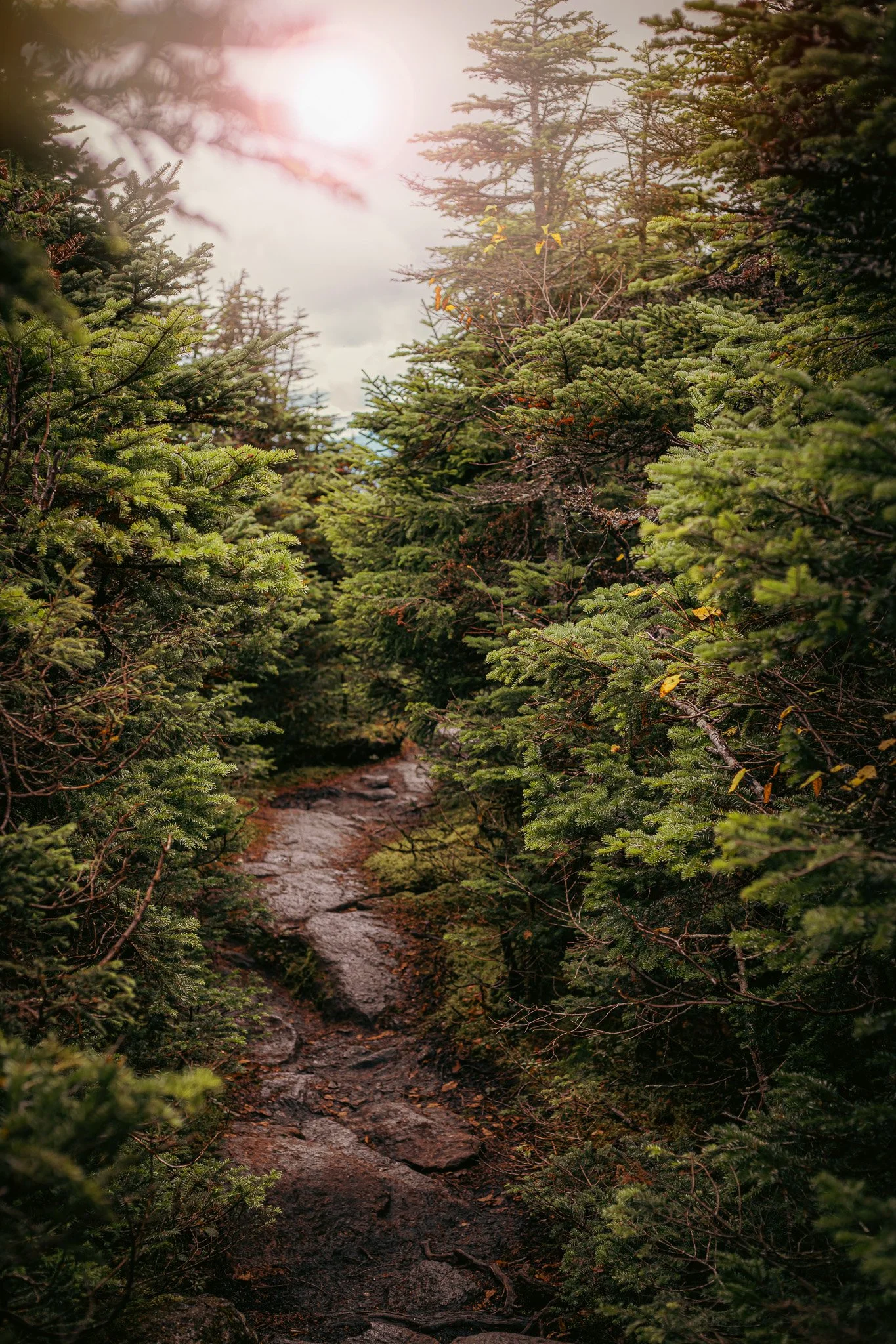 Sunlight filters through the dense green pine trees along a rocky, dirt trail in a forest scene.