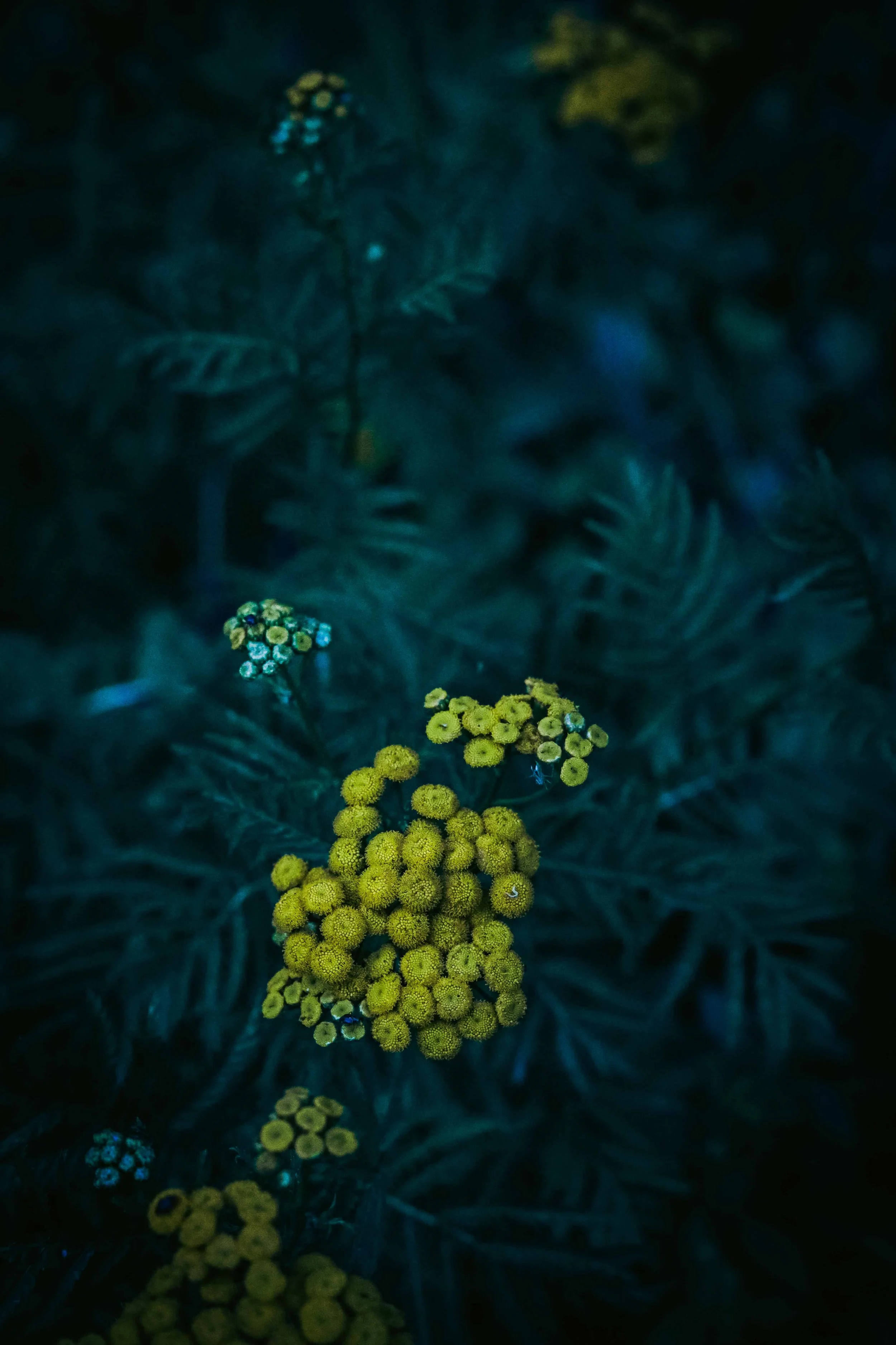 Clusters of small yellow flowers against dark green foliage.
