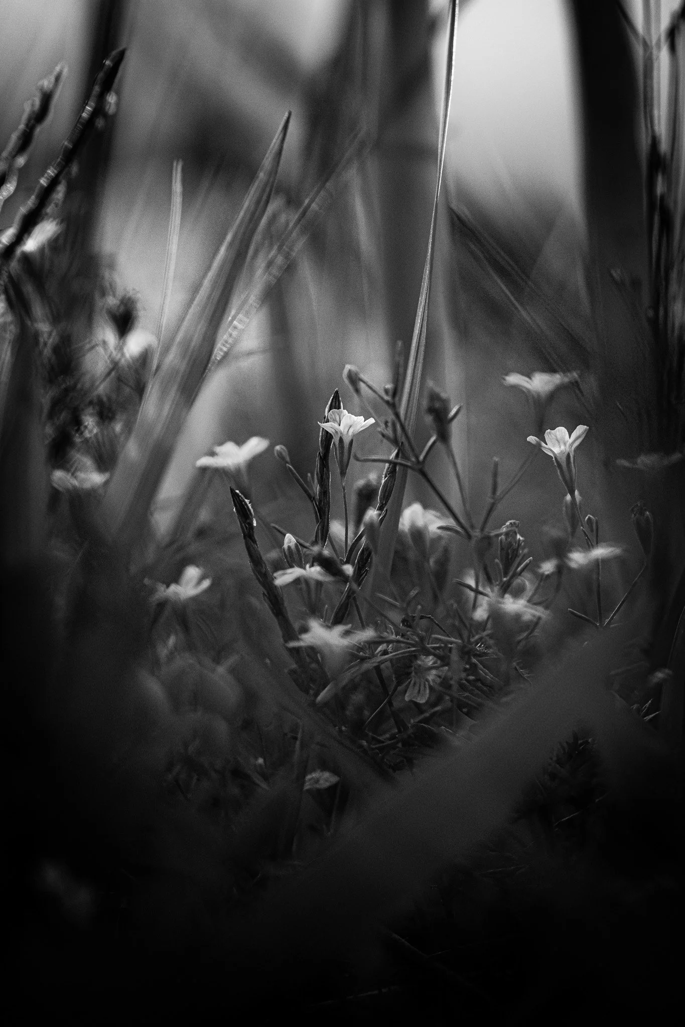 Close-up of small flowers and tall grass in black and white.