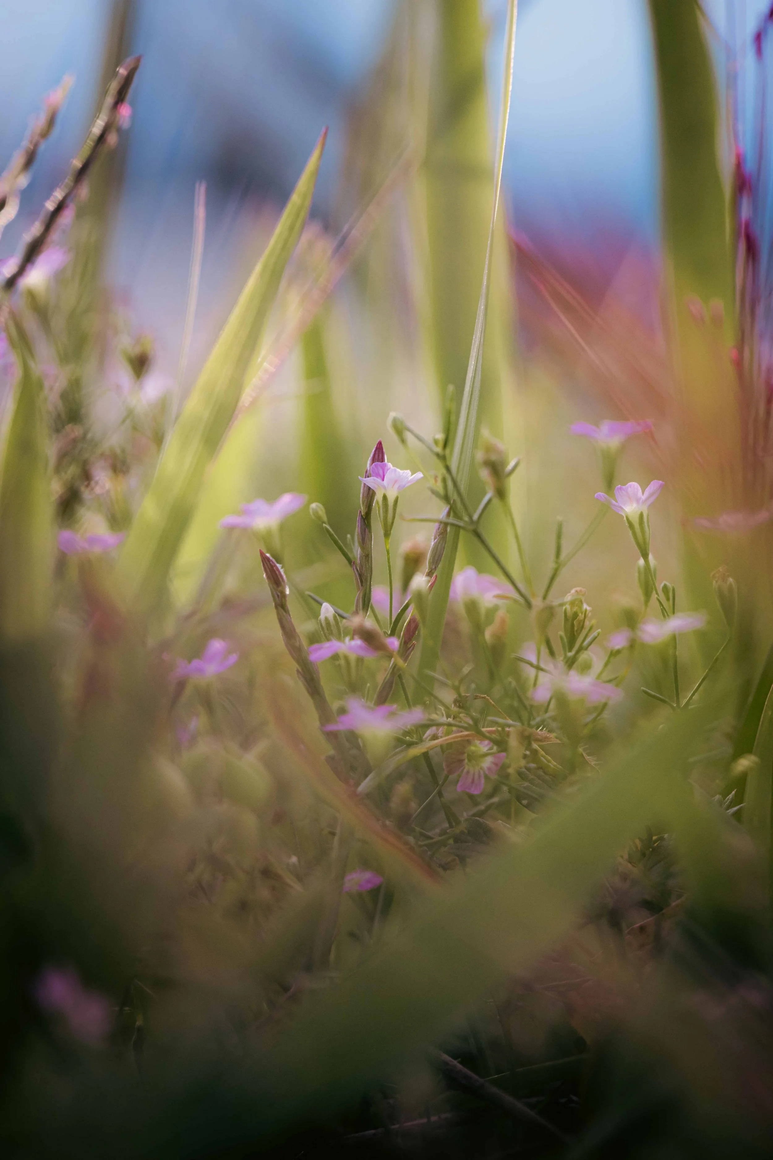 Close-up of small pink flowers among green grass and plants, viewed through a blurred foreground of foliage.