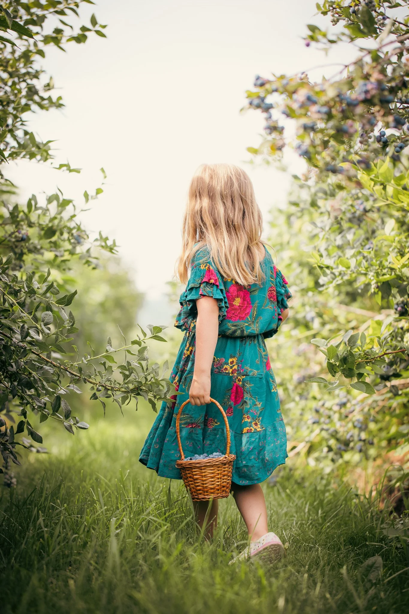 A young girl with blonde hair wearing a colorful blue dress with floral patterns, walking through a green orchard with blueberry bushes on either side, carrying a wicker basket.