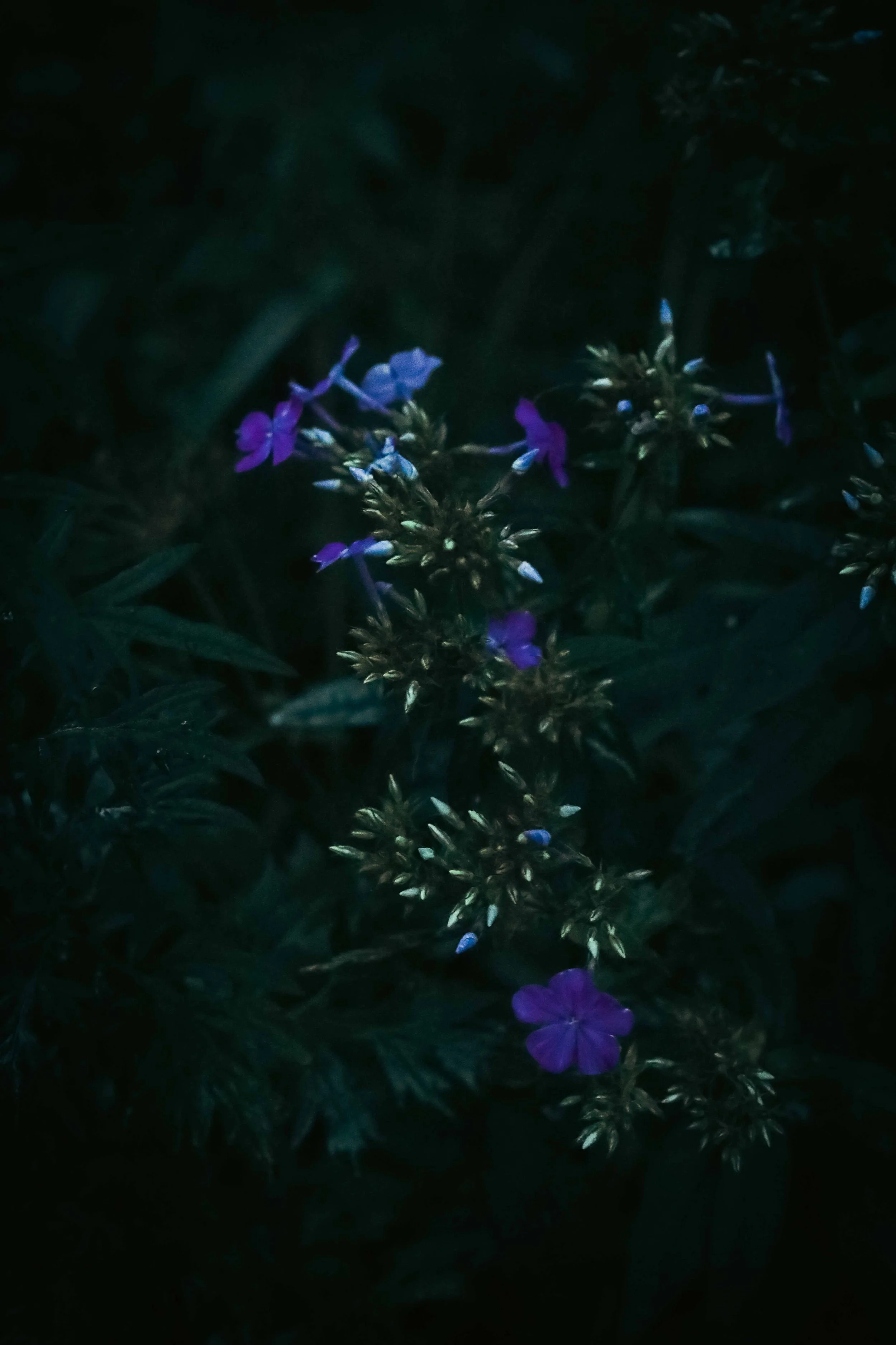 Dark image of purple flowers with green leaves, faintly visible.