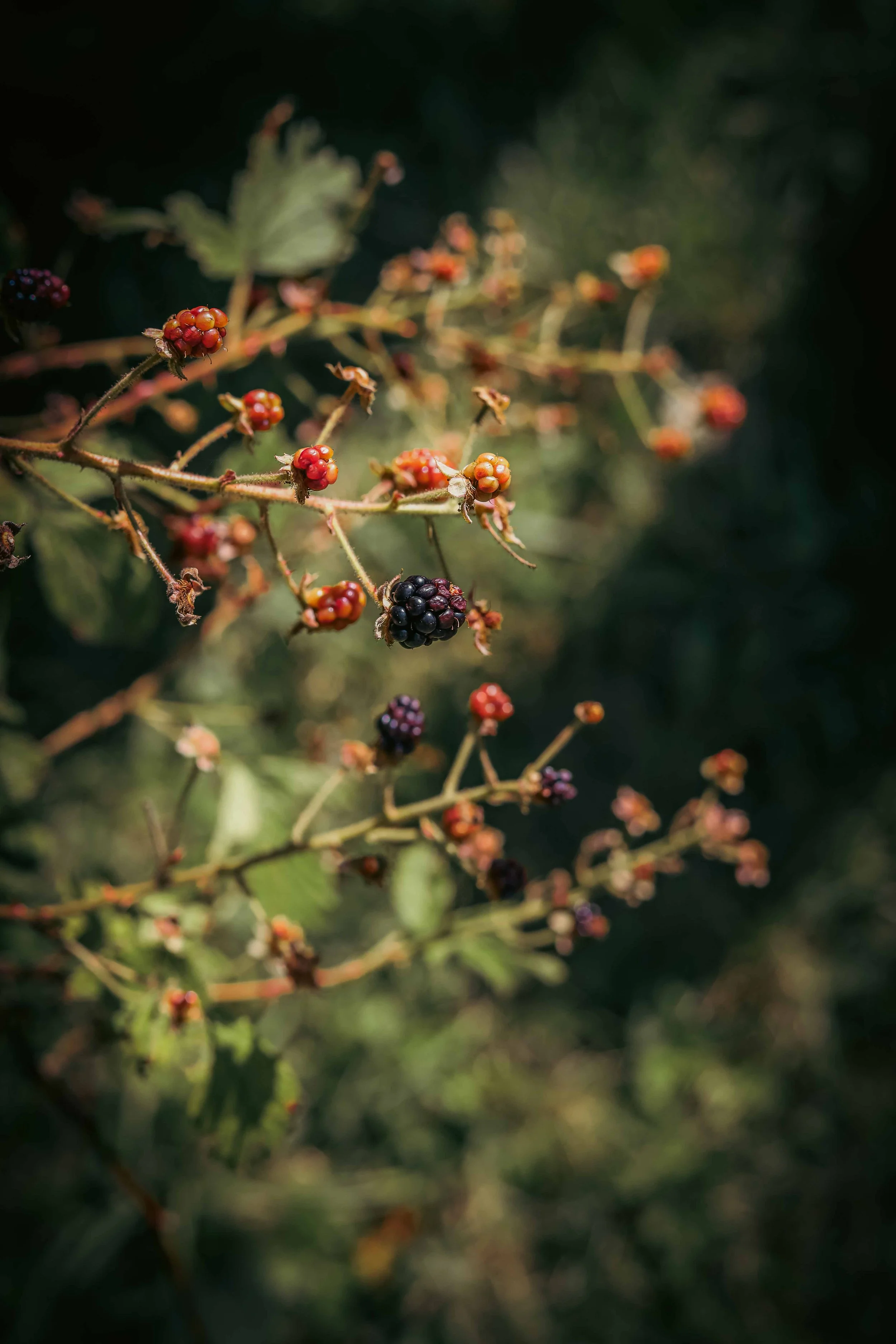 Blackberries on a vine with green leaves, some ripening while others are ripe, against a dark background.