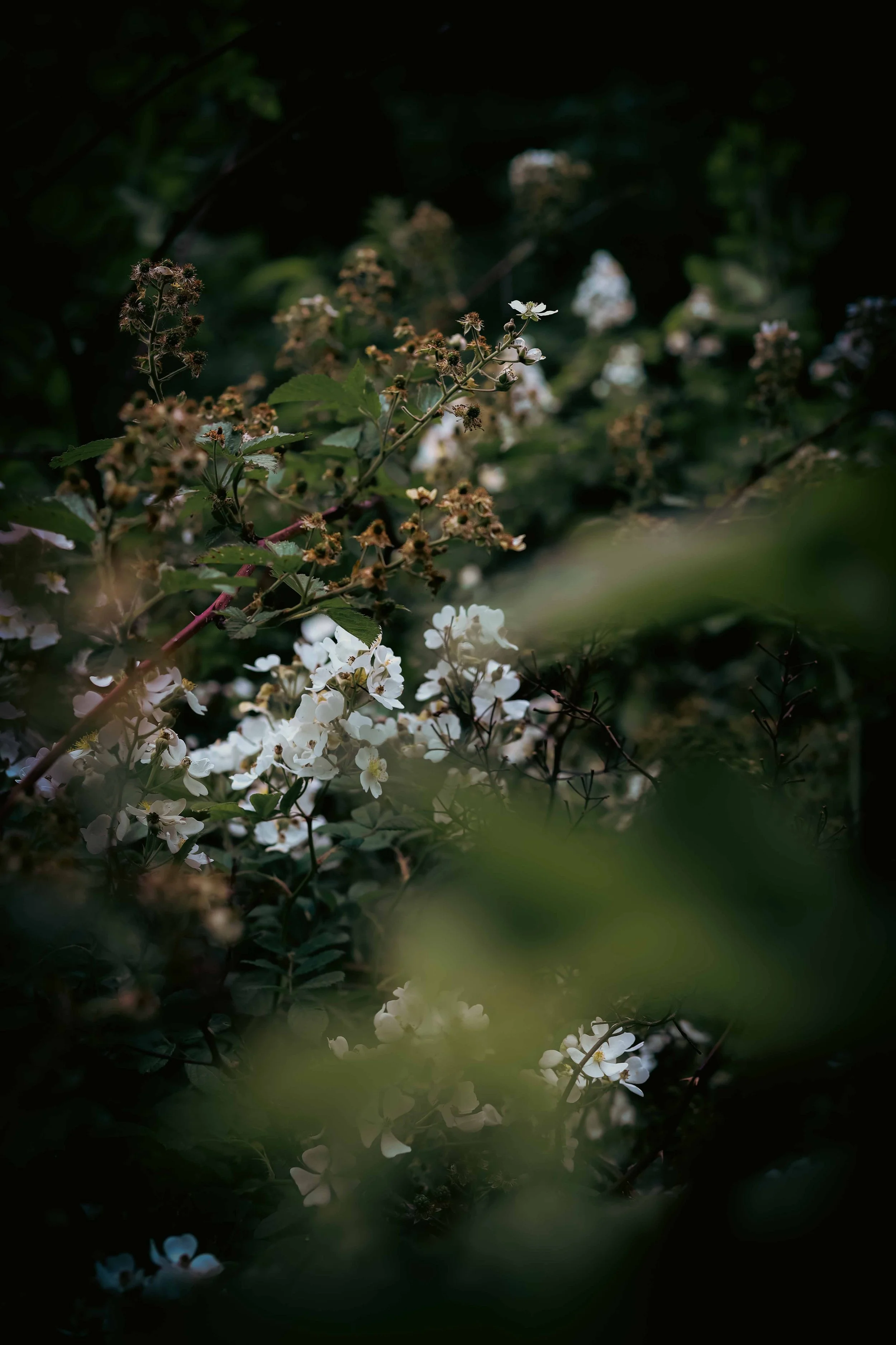 Close-up of white flowers and green leaves amidst darkness and shadows.