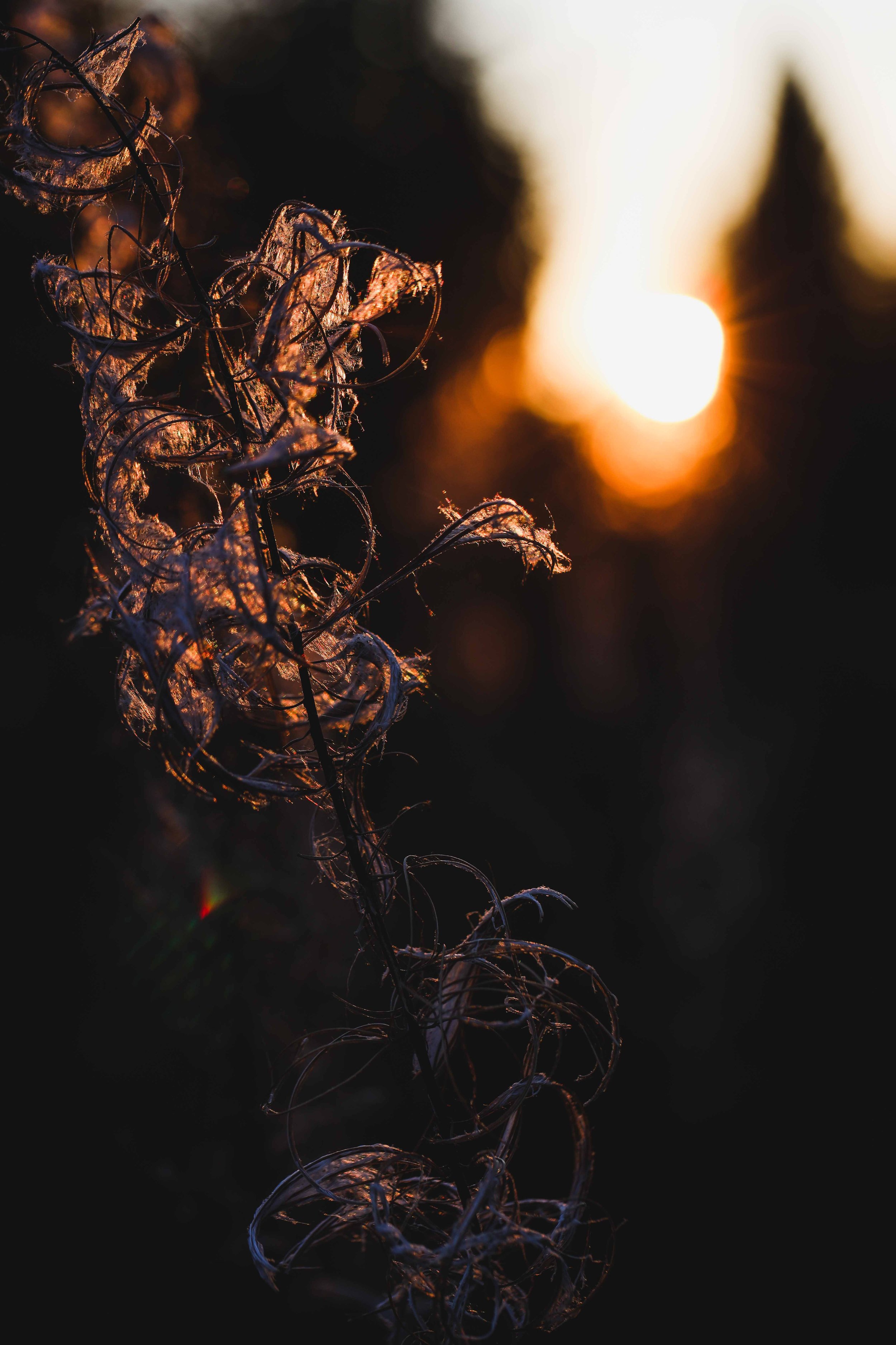 Close-up of tree branches with dried leaves against a sunset background with blurred light and dark areas.