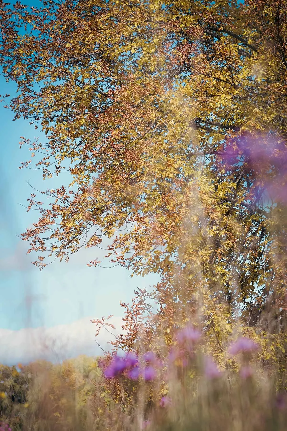 Autumn scene of a tree with yellow leaves, blue sky, and purple flowers in the foreground.