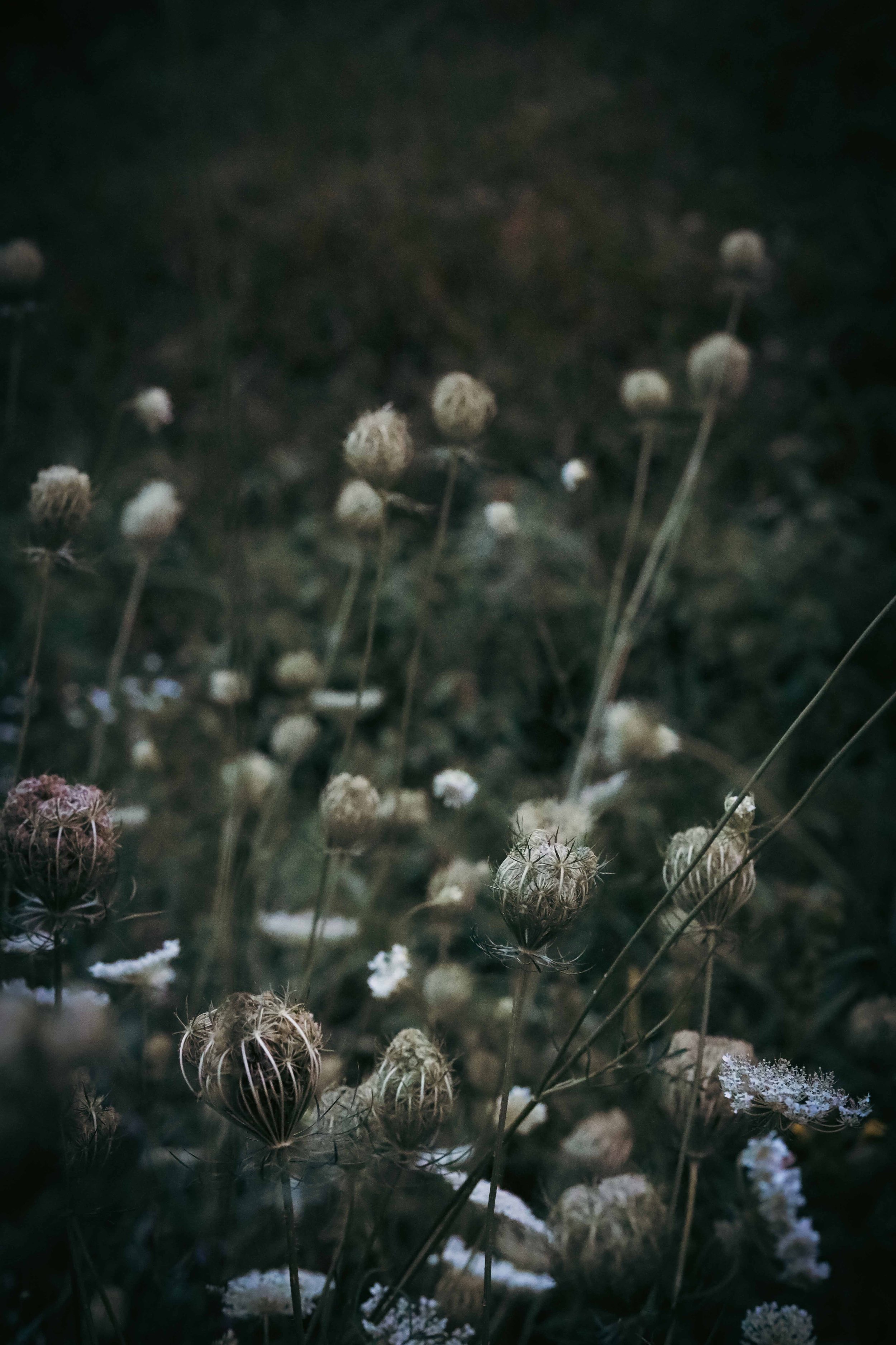 Close-up of dried, seed-like plants with a dark background and hints of snow or frost on some of the seed heads.
