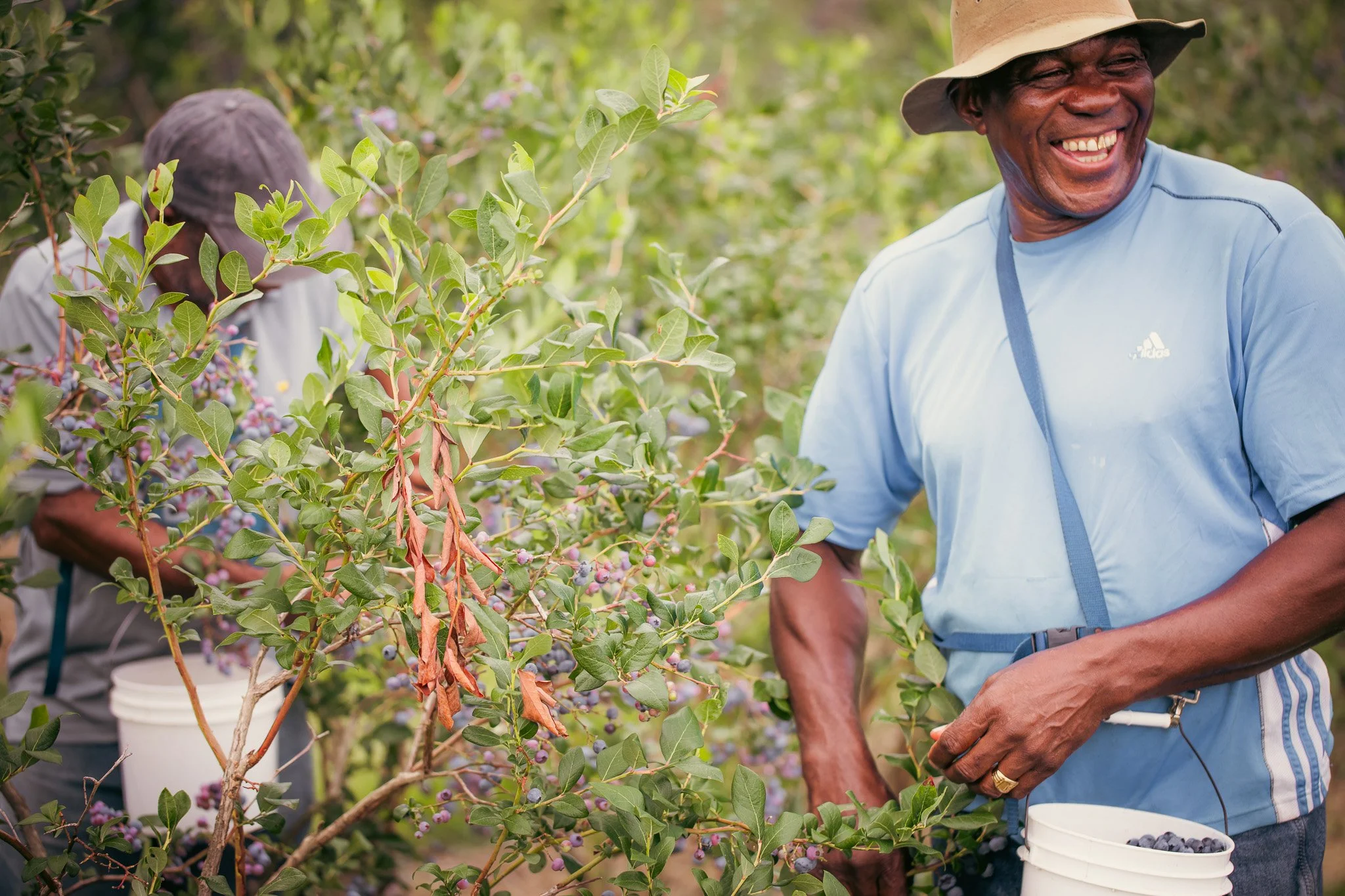 Two men harvesting blueberries in a lush green field, with one smiling broadly and wearing a wide-brimmed hat.