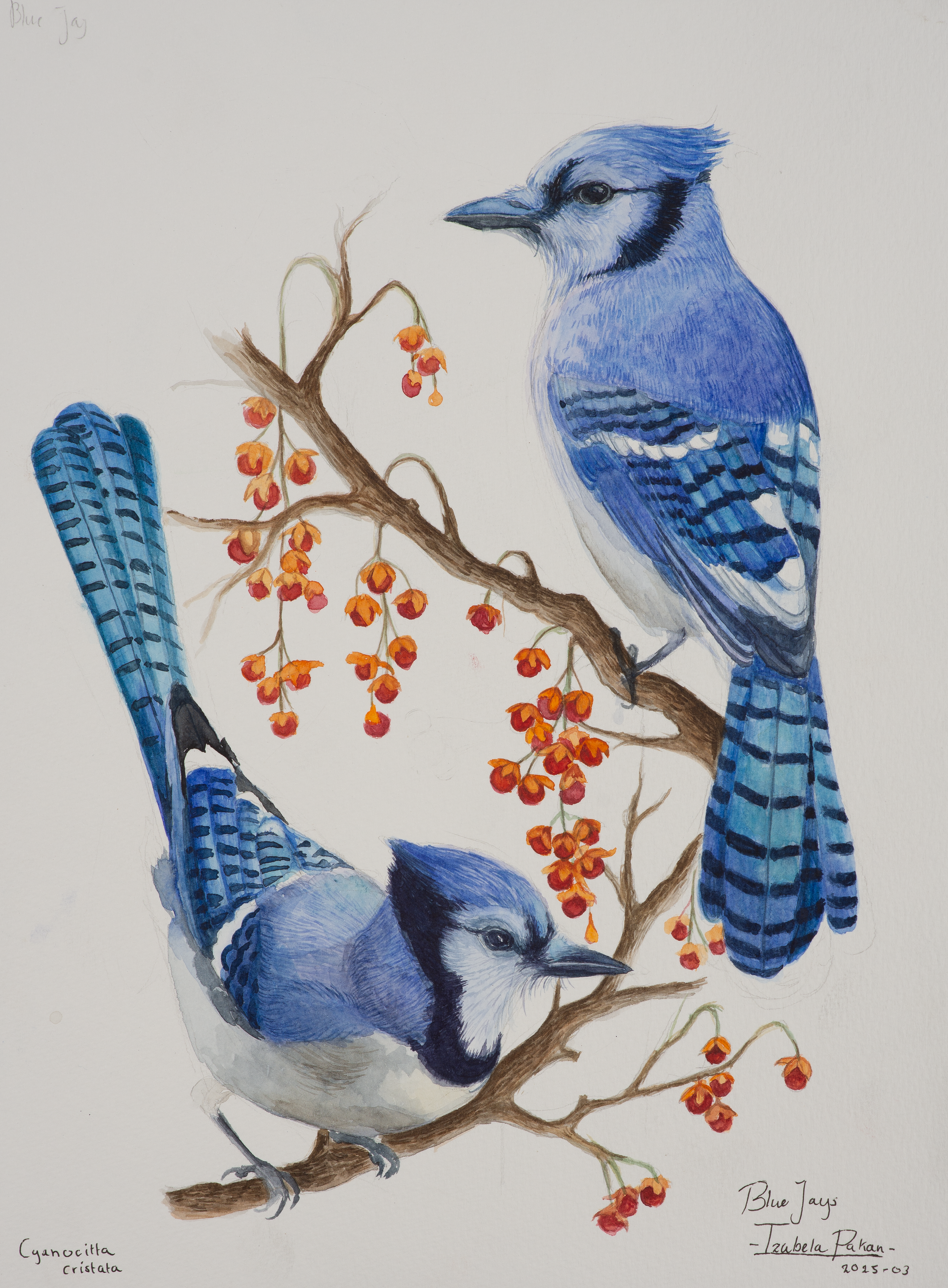 Portfolio_may_ 2025_Iza-005.png