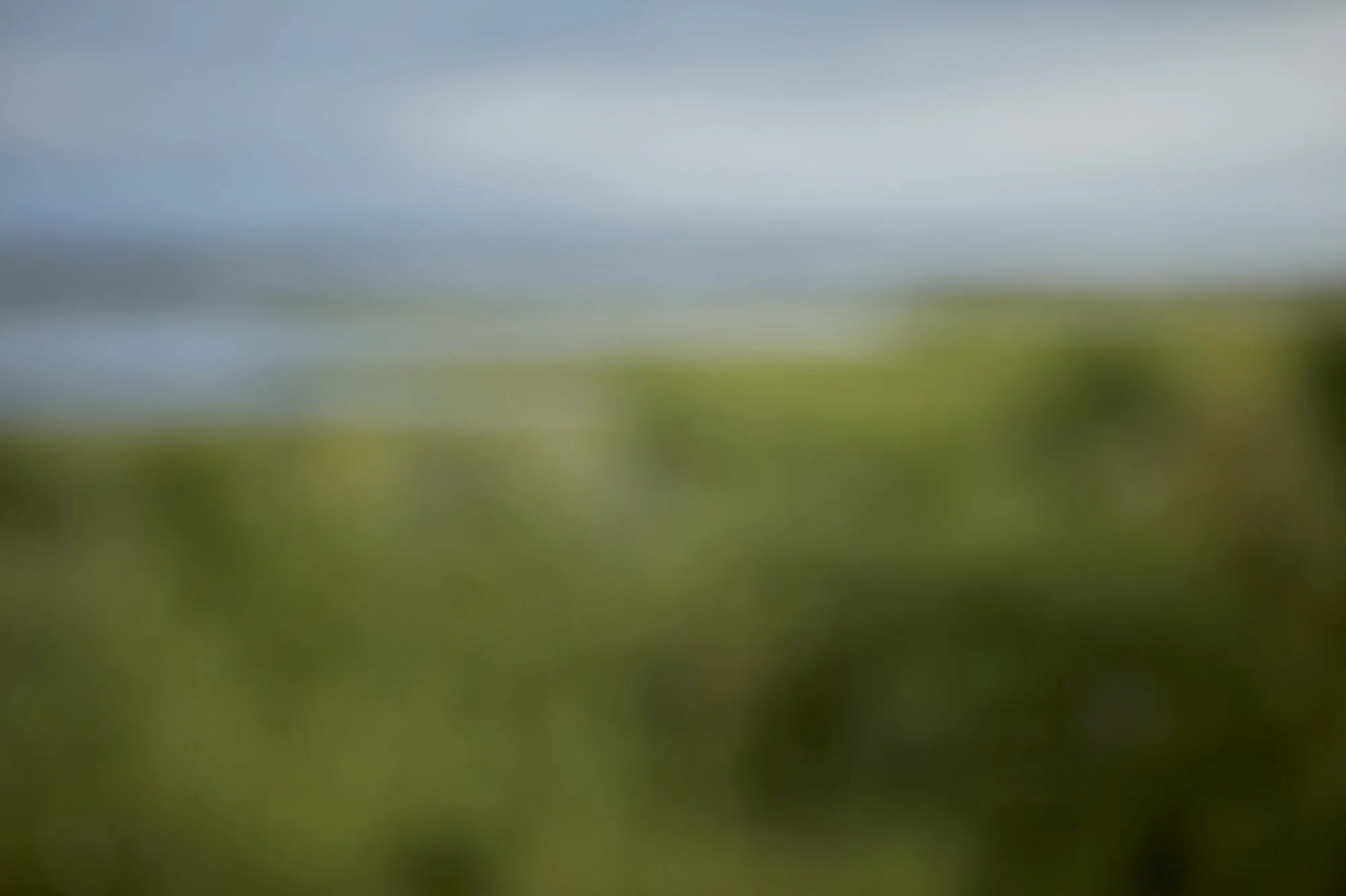 Blurred landscape of a field with green grass and a cloudy sky