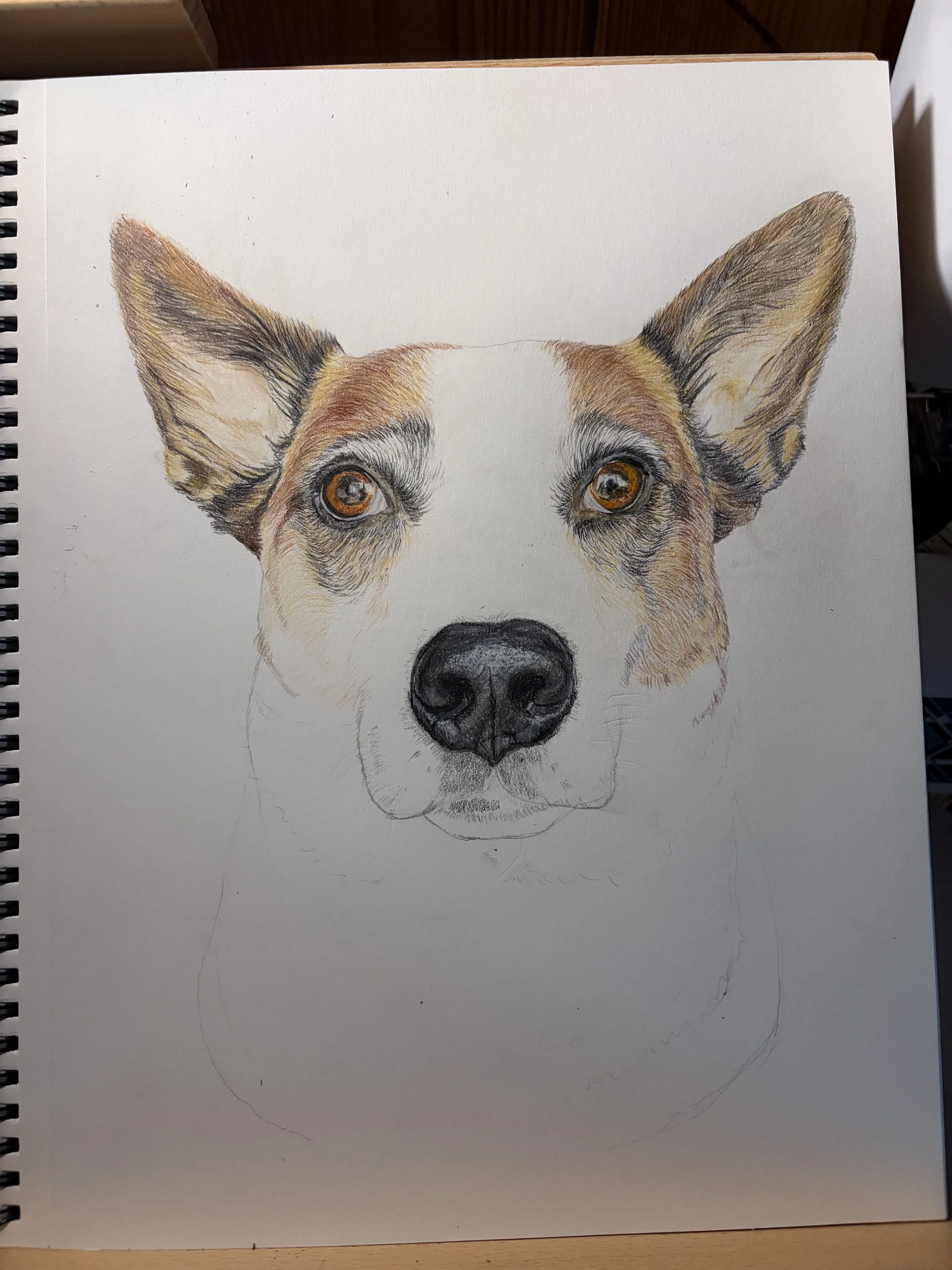 A realistic colored pencil drawing of a dog with large ears and brown eyes, only the upper part of the face is visible on a sketchbook page.