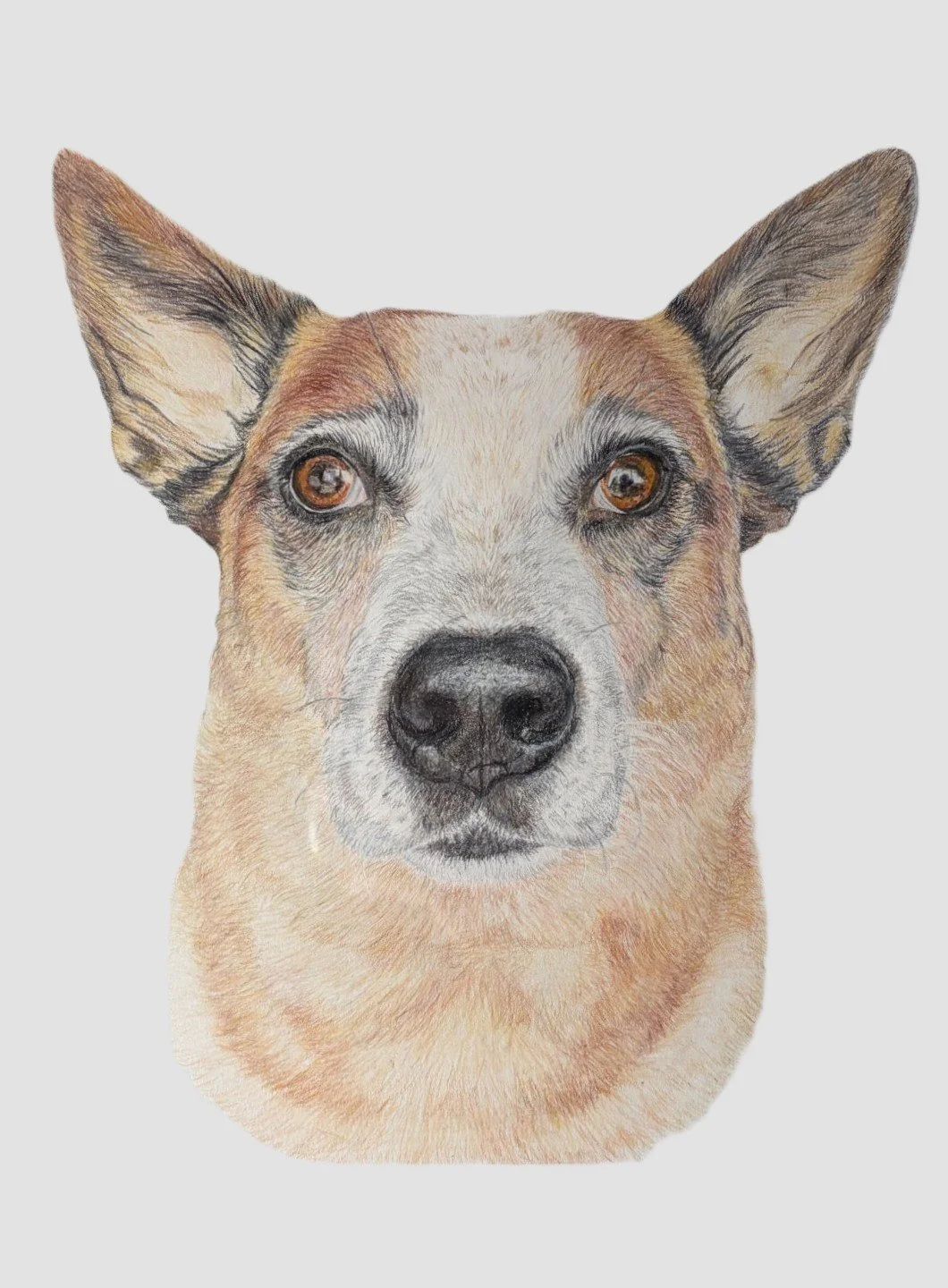 Detailed colored pencil drawing of a red heeler / cattle dog. 