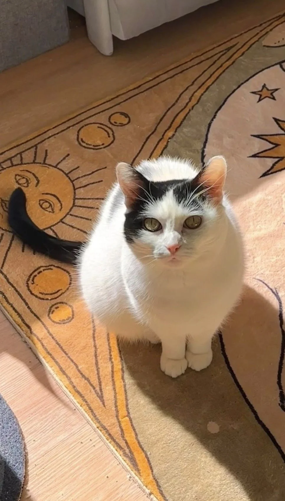 A white cat with black markings on its face and tail, sitting on an orange, yellow, and beige sun and moon themed rug.