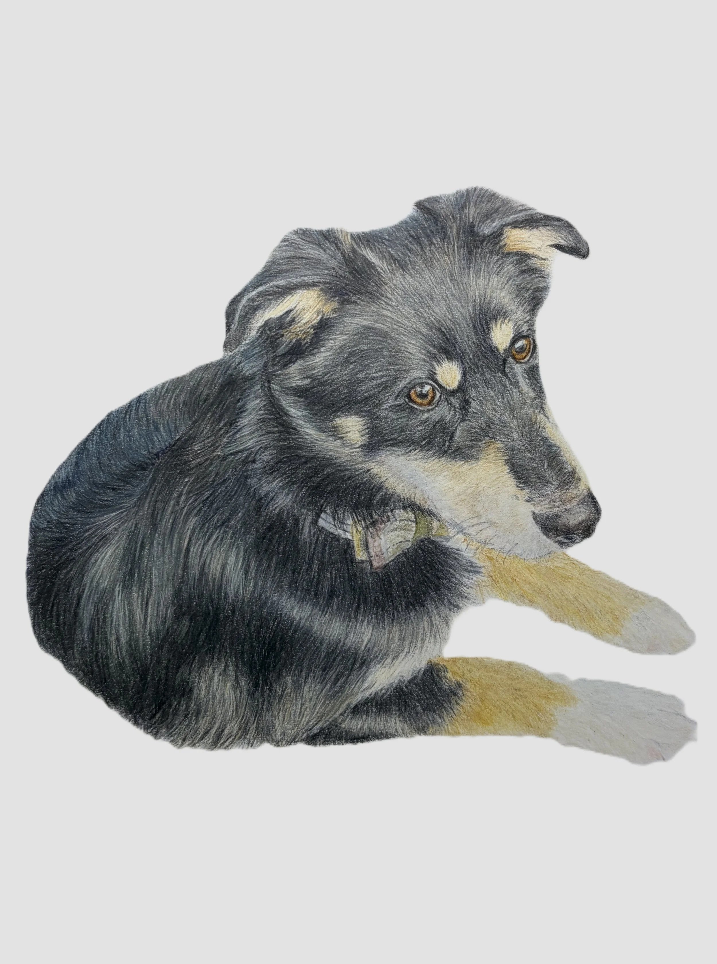 Realistic colored pencil drawing of a furry friend. 