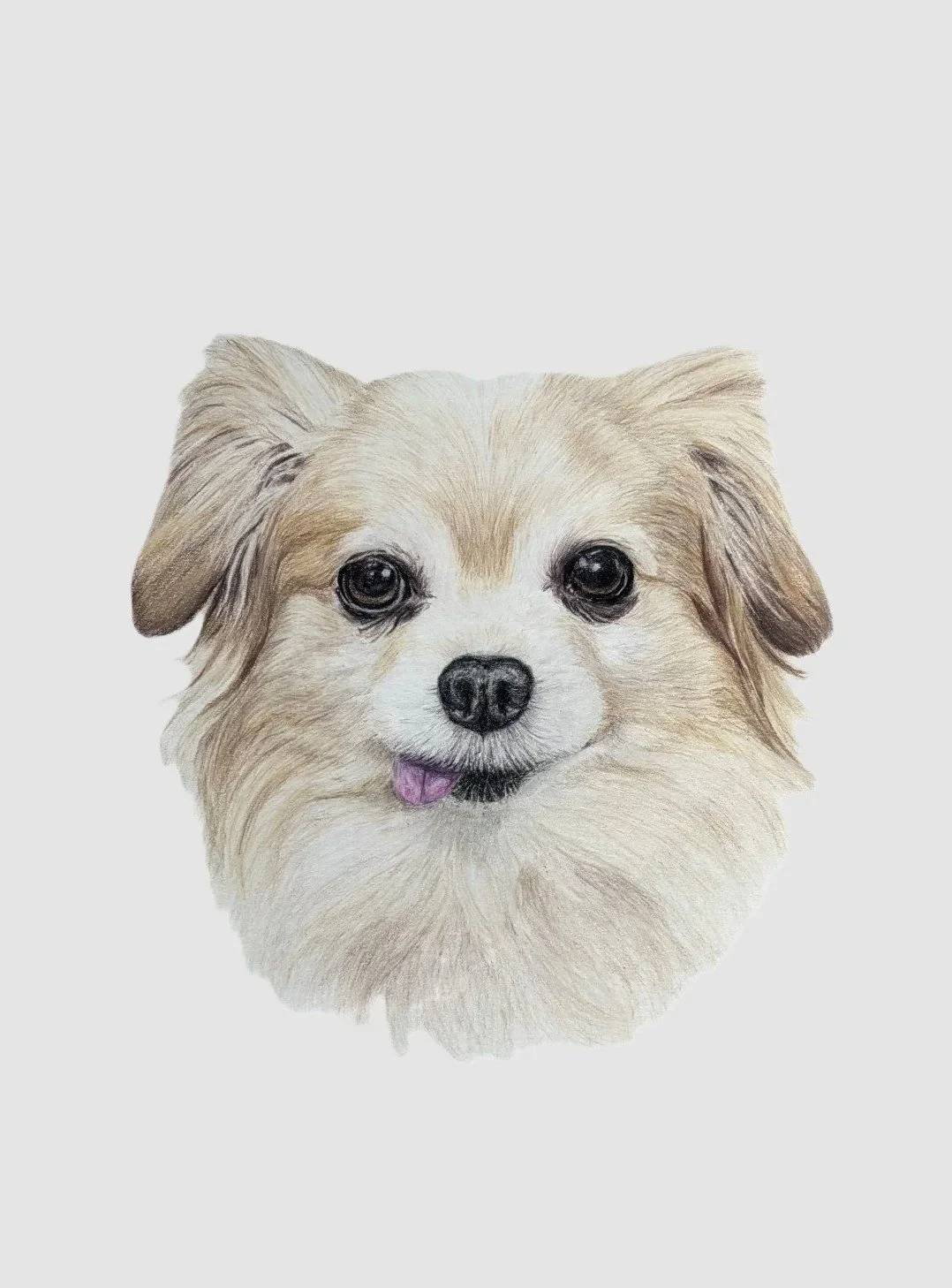 Colored pencil drawing of a small, chihuahua and pomeranian mix, with detailed fur and facial features. 