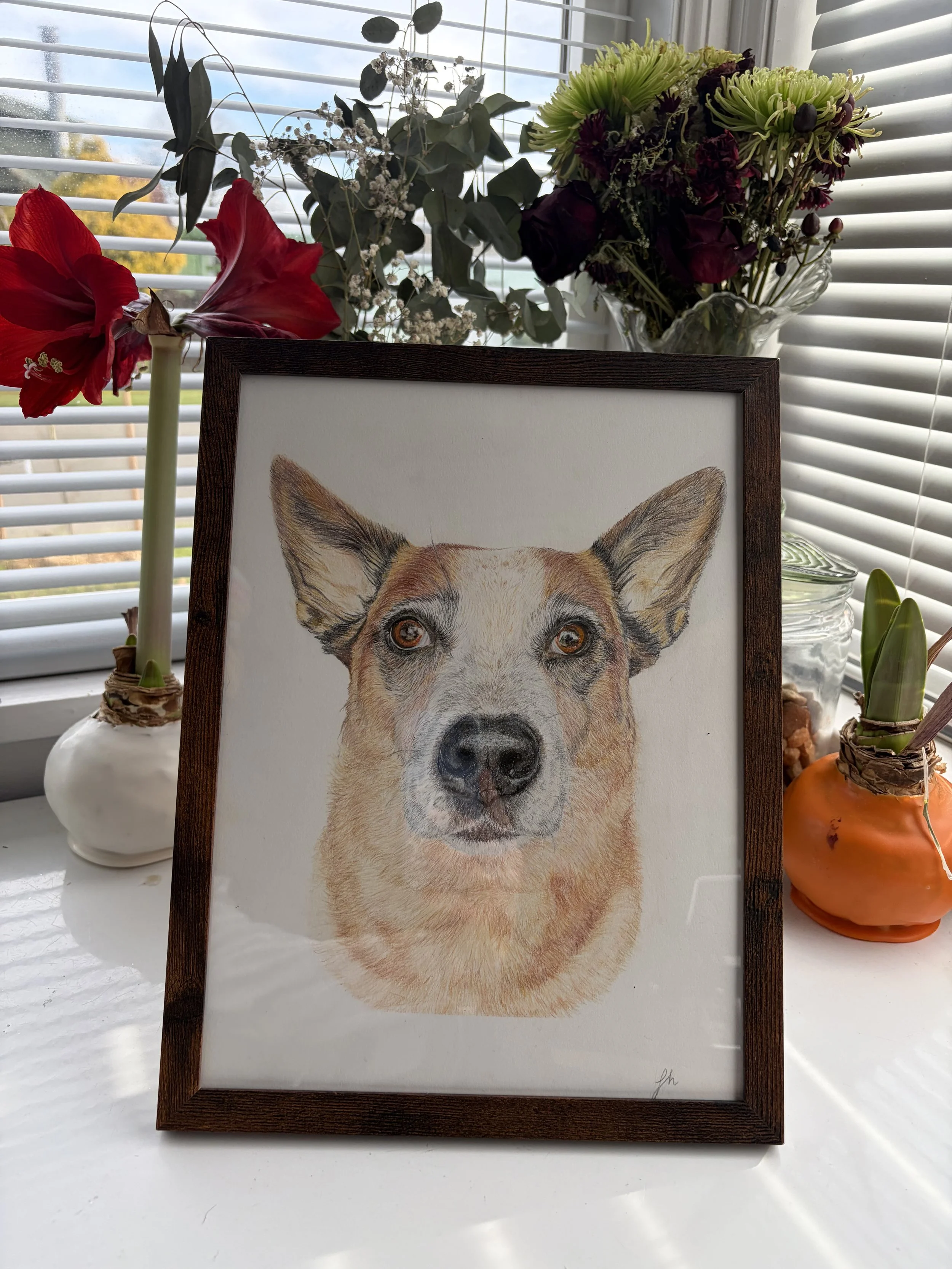 A framed colored pencil drawing of a red heeler / cattle dog.  
