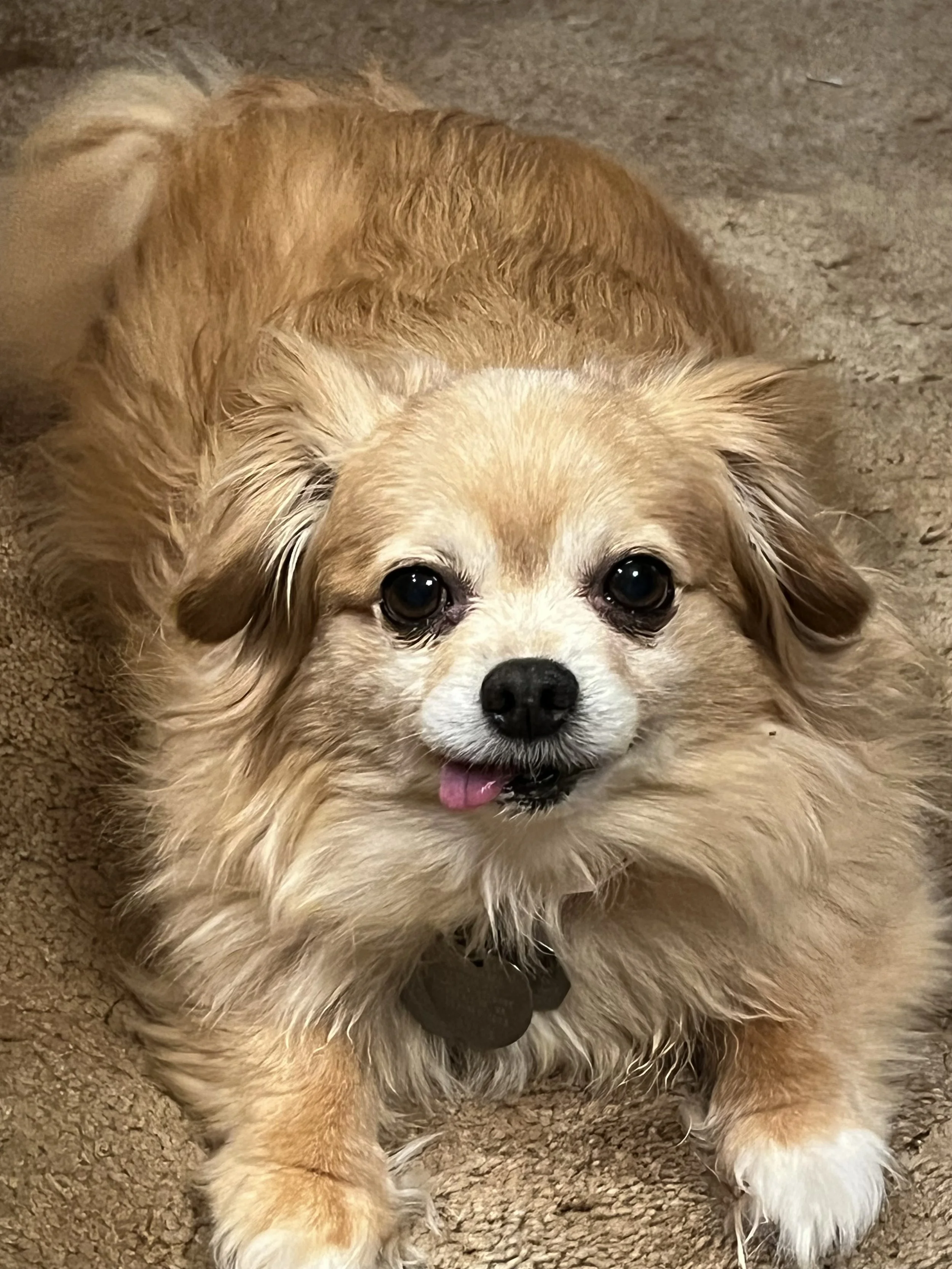 A small fluffy dog with tan and white fur