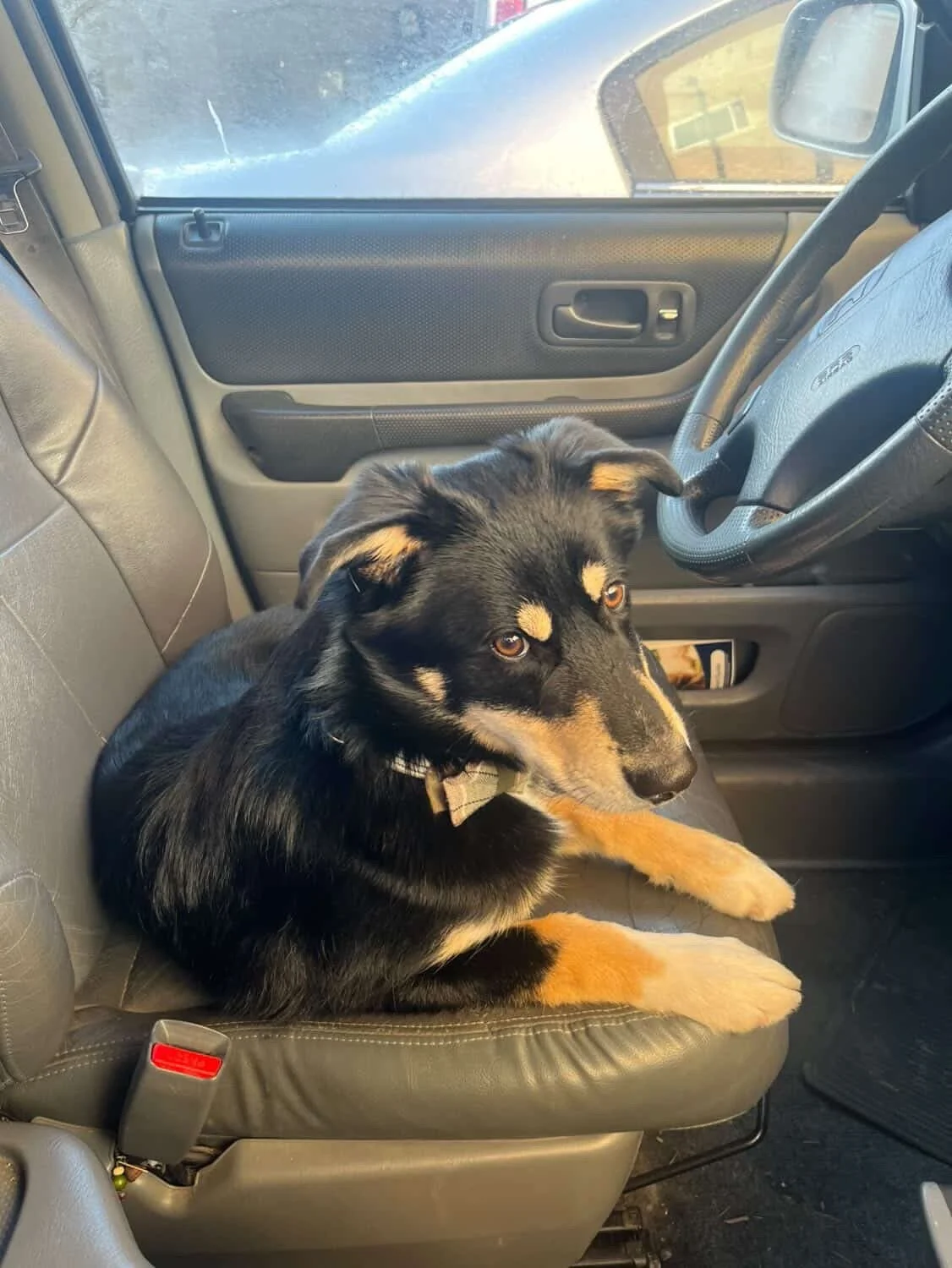 A black and tan dog sitting on the passenger seat of a vehicle, looking at the camera, with the window and dashboard visible in the background.