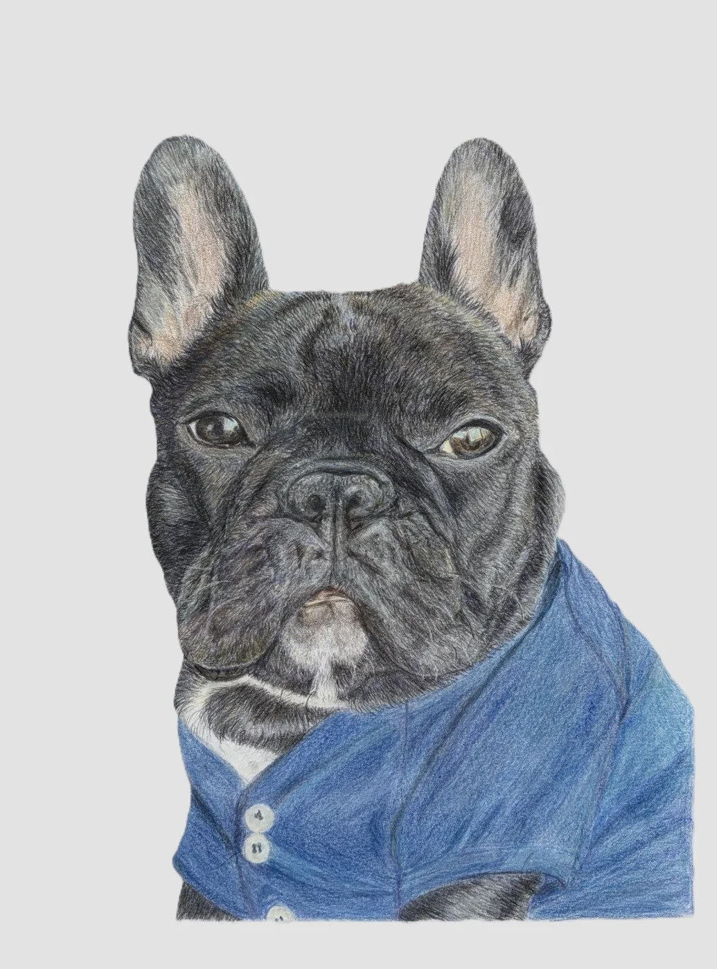 Drawing of a French Bulldog wearing a blue shirt, with a focused expression, on a plain background.