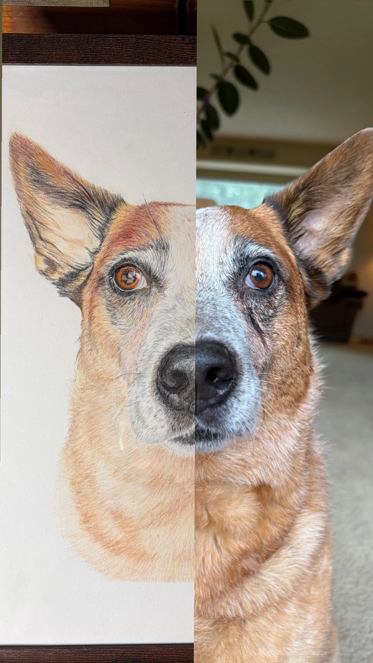 Red heeler drawing and photo side by side comparison