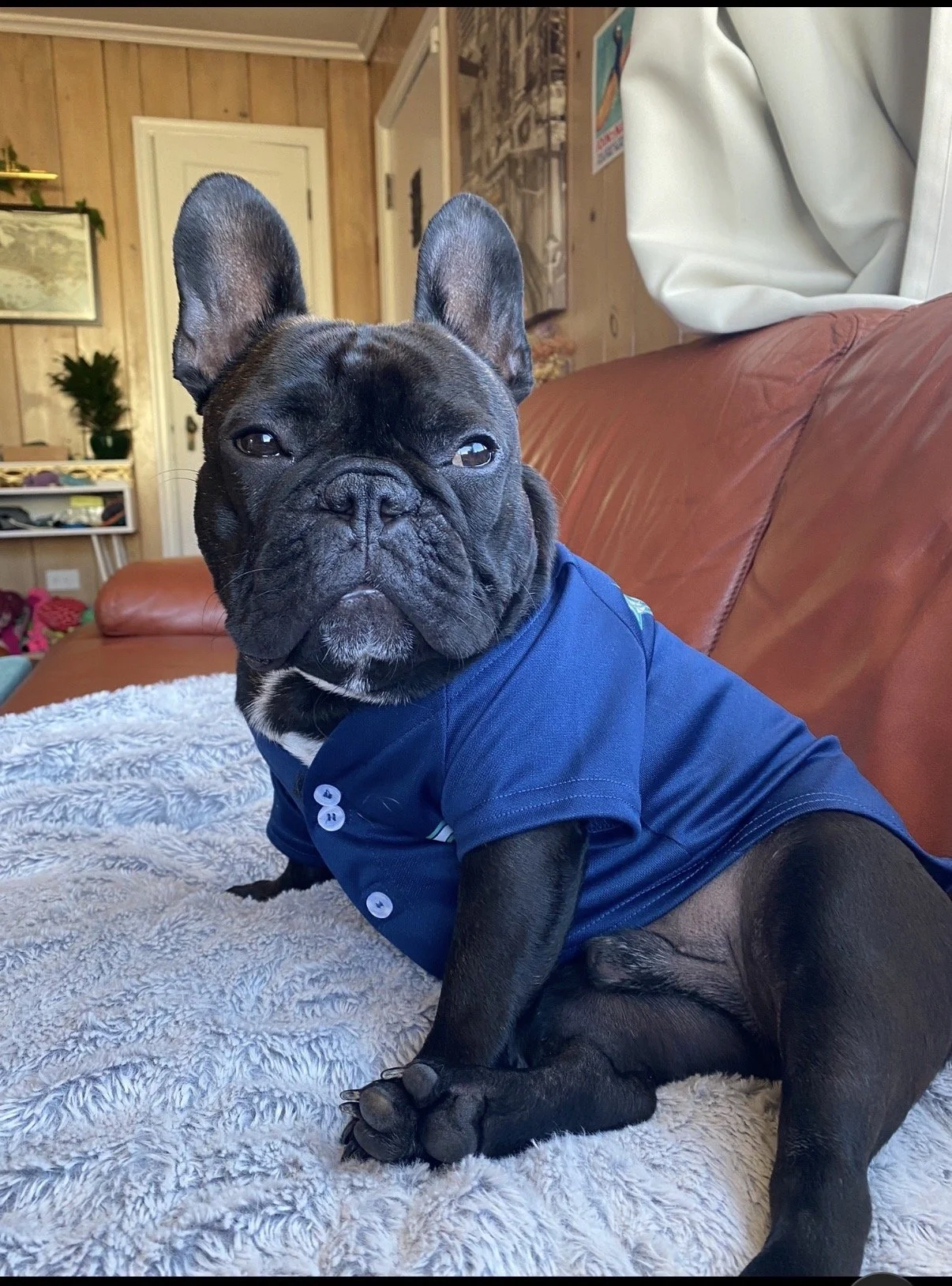 A black French Bulldog wearing a blue shirt.
