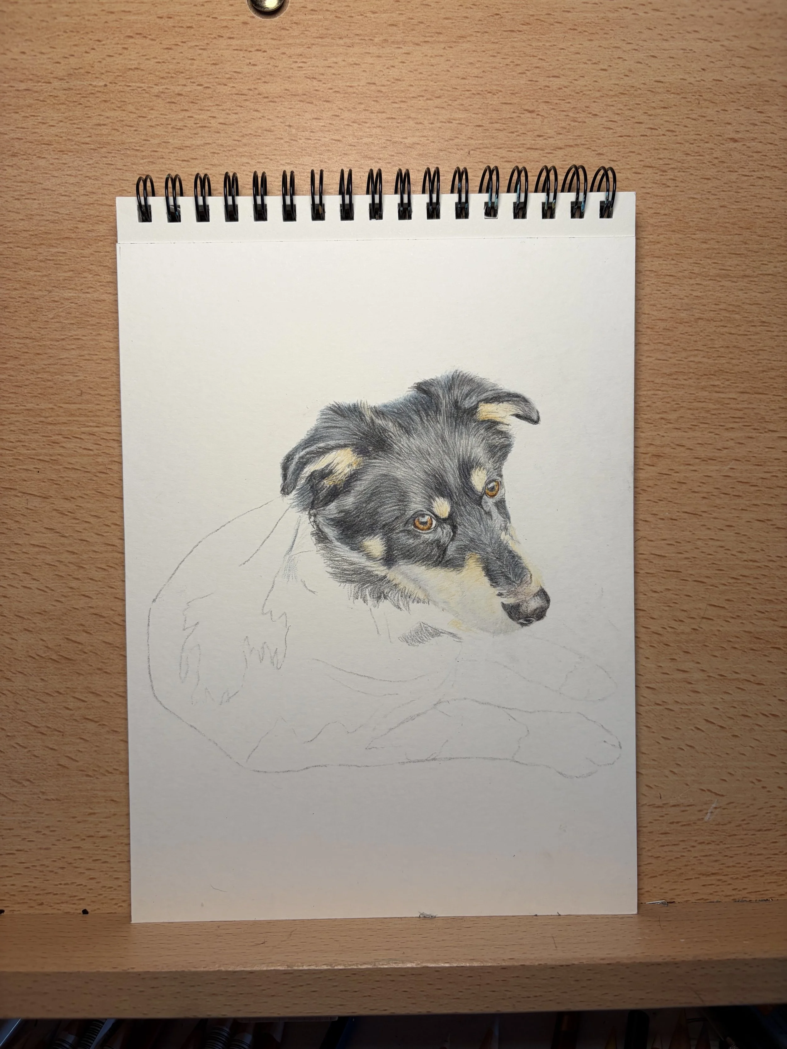 Progress photo of a Pet Portrait Commission