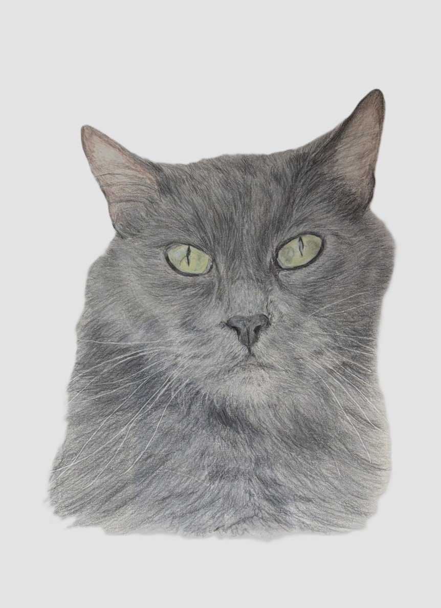 A detailed, realistic pencil drawing of a gray cat with yellow-green eyes.