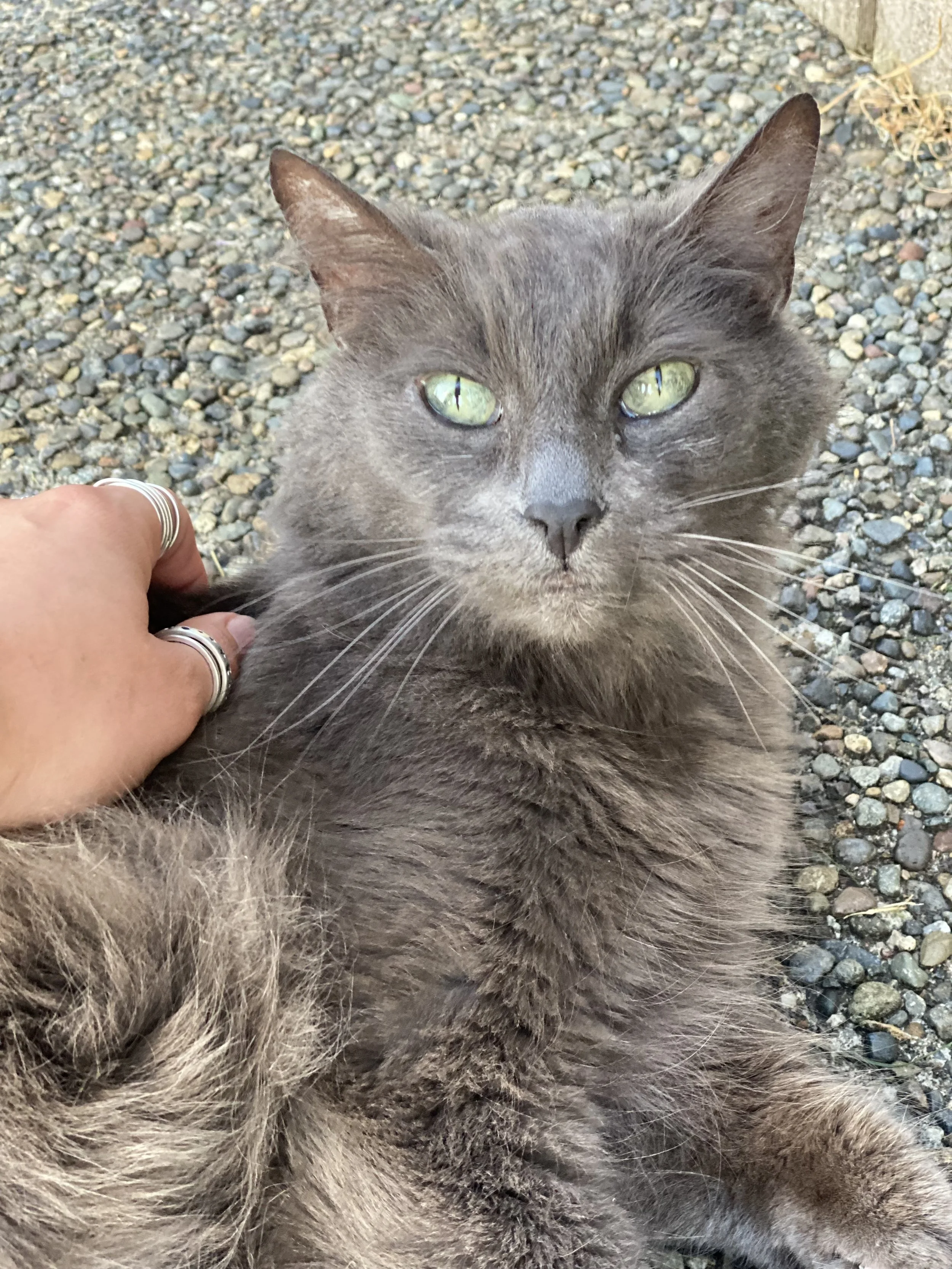 Gray cat with green eyes lying on a gravel surface, being petted by a person with silver rings on their fingers.