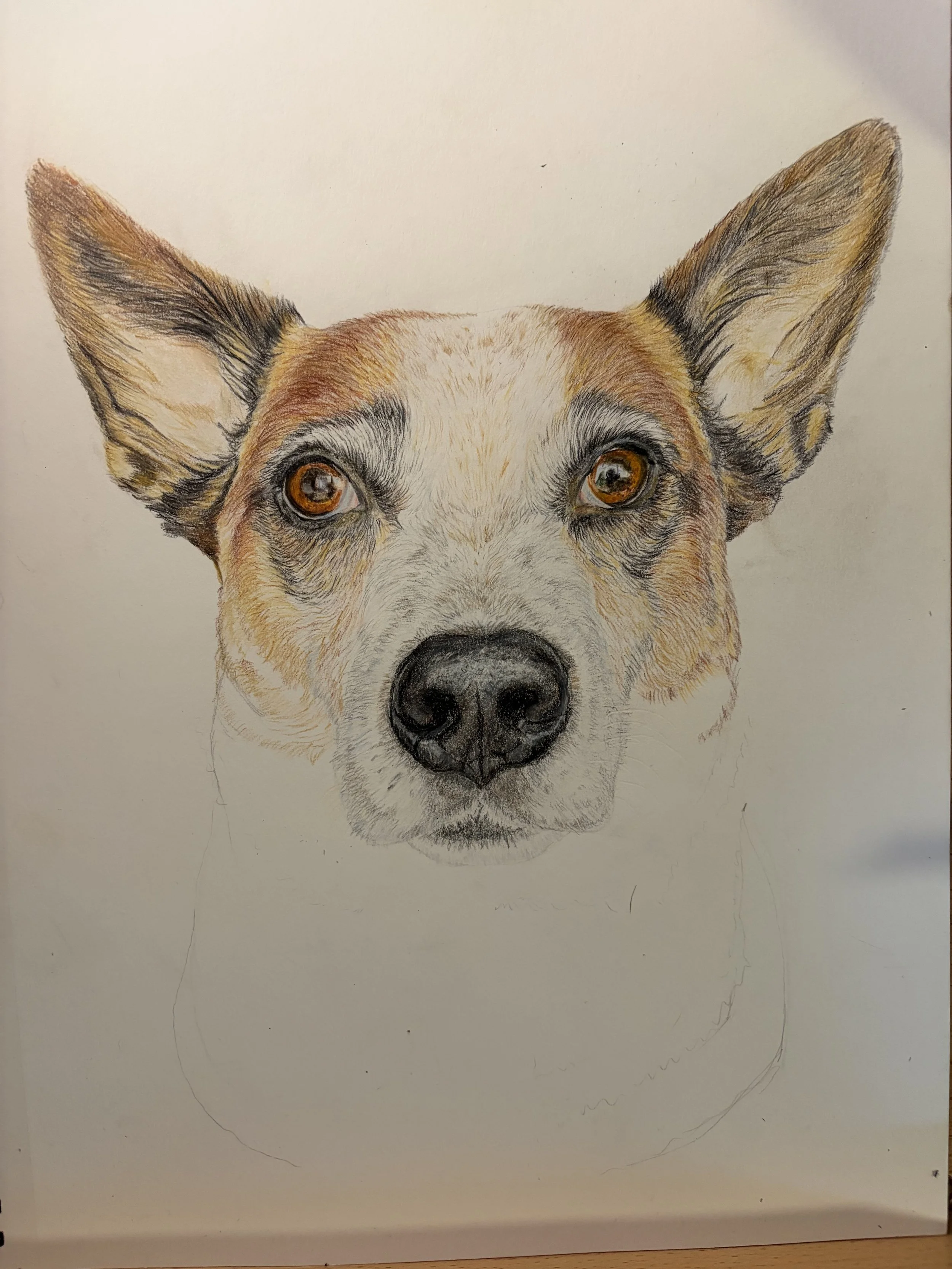 A detailed colored pencil drawing of a dog's face, focusing on the eyes, ears, and nose, with the rest of the face sketched faintly.