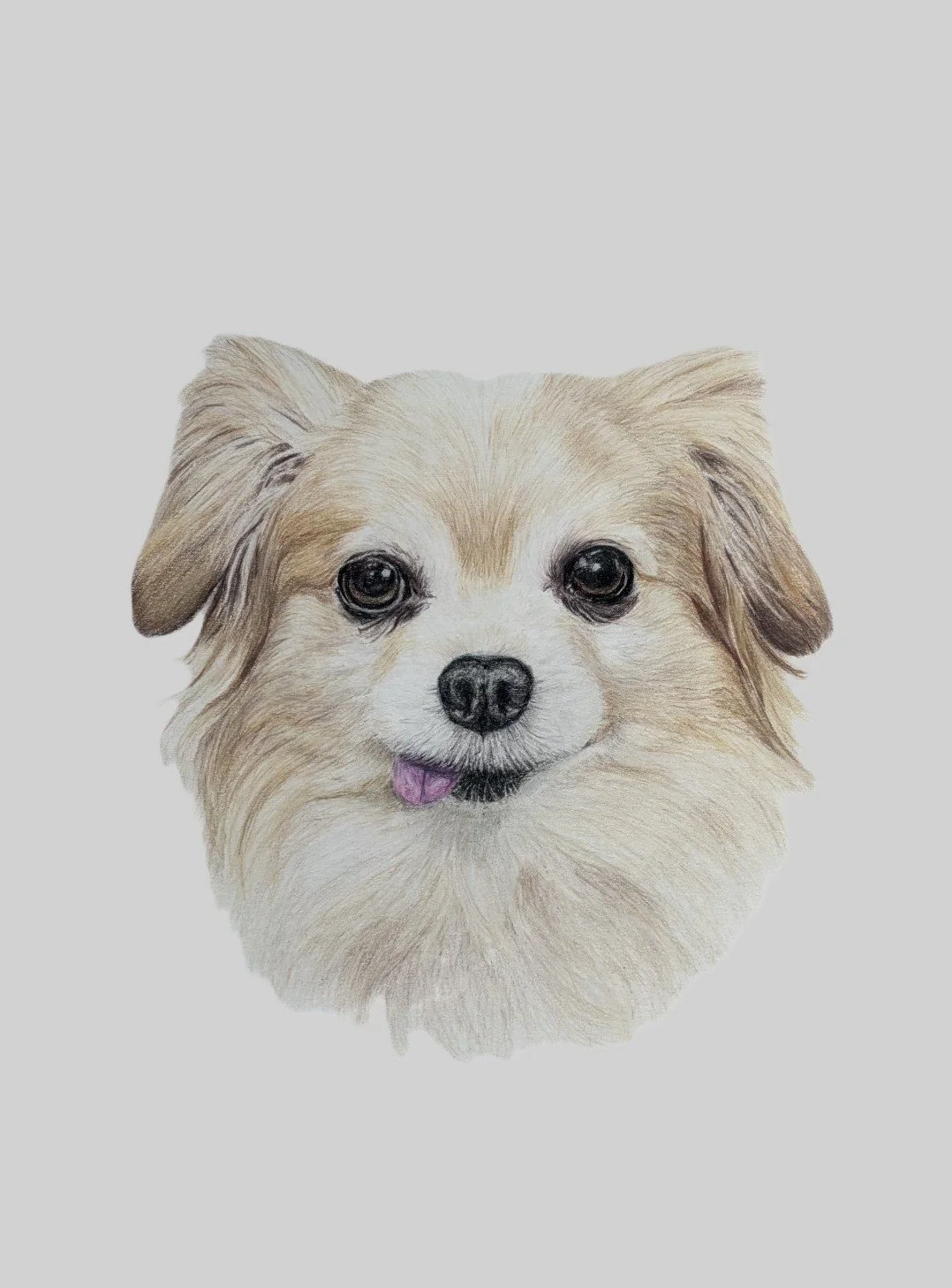 Colored pencil drawing of a small, chihuahua and pomeranian mix, with detailed fur and facial features. 