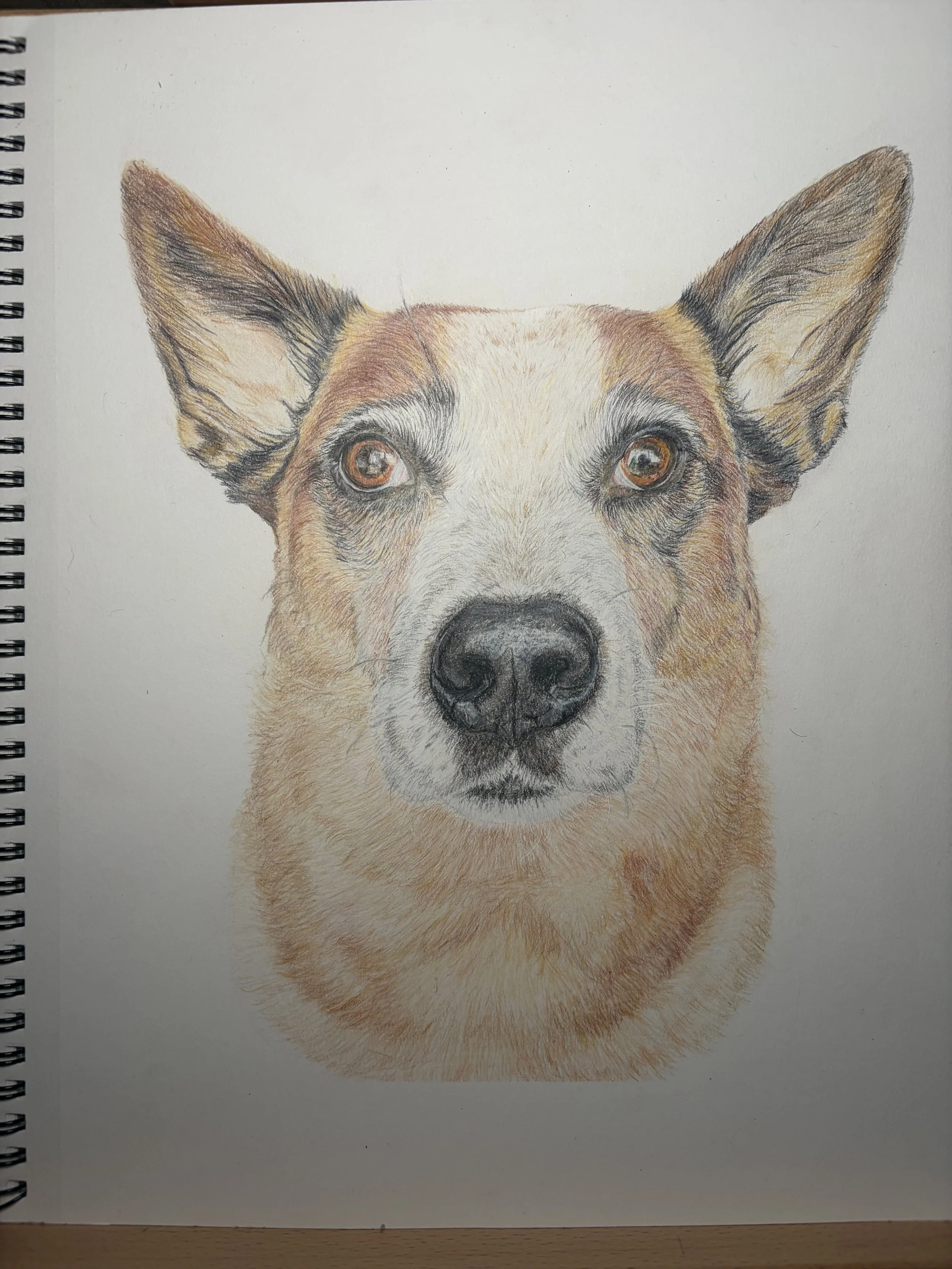 Colored pencil drawing of a dog's face with prominent ears, golden and white fur, and expressive eyes.
