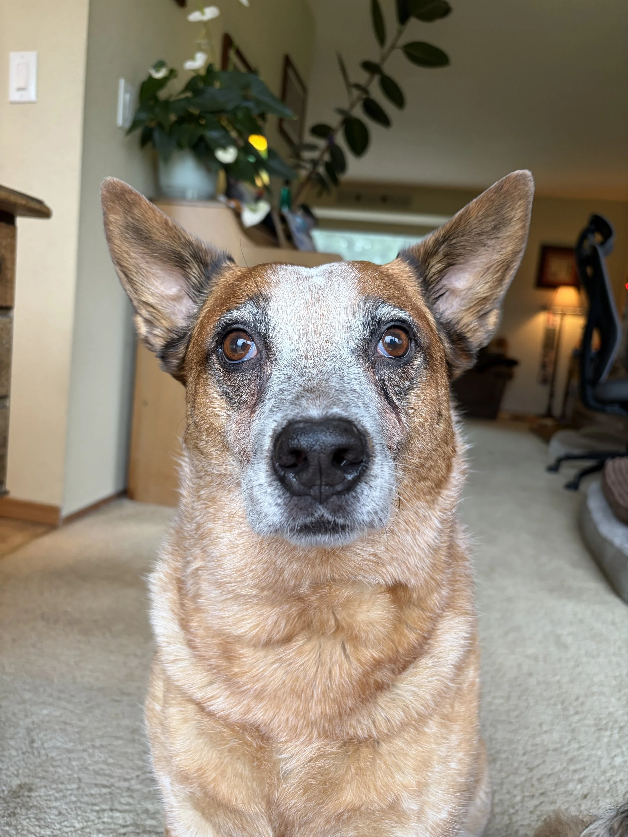 photo of a red heeler / cattle dog for a custom commission.