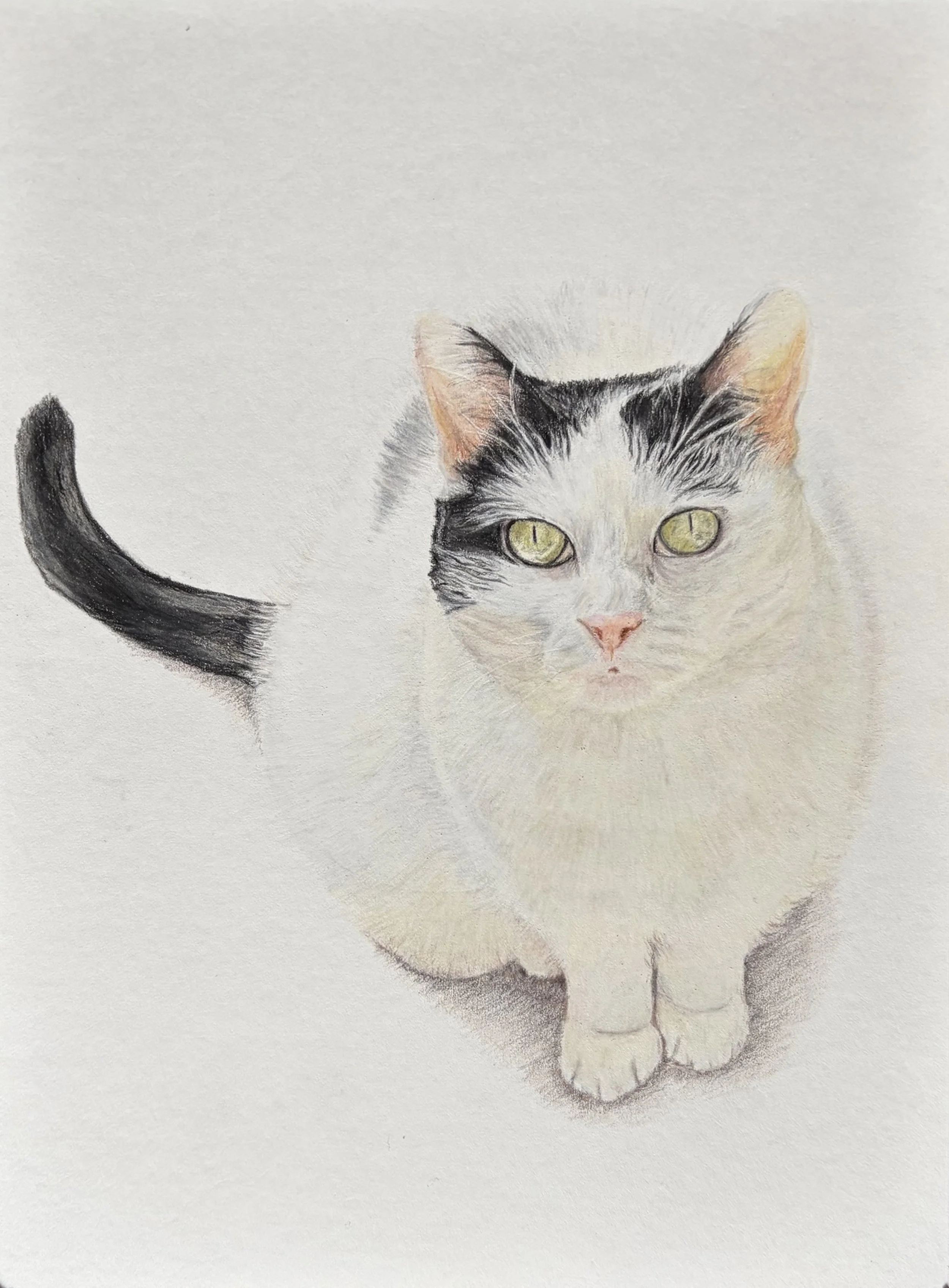 A detailed colored pencil drawing of a black and white cat, with yellow eyes and a pink nose, surrounding its face is the cat's body and tail.
