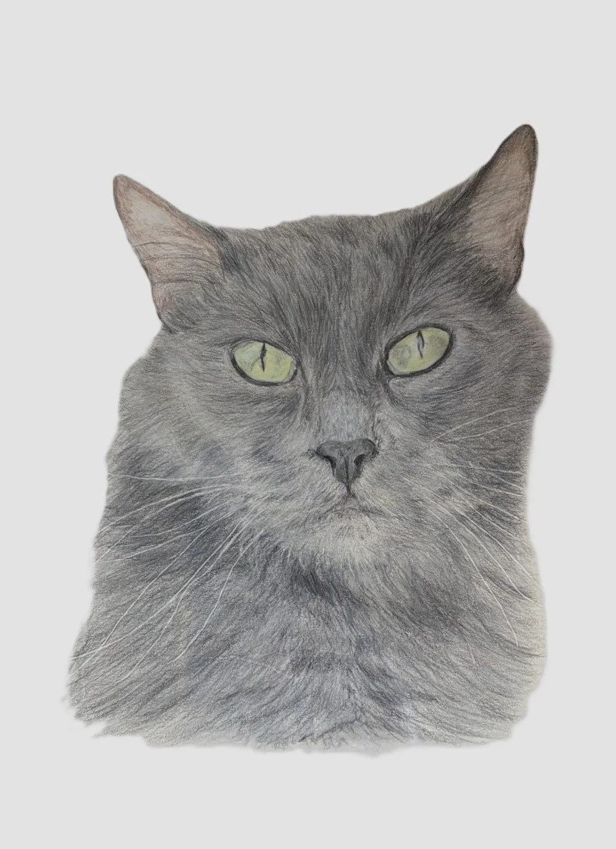 A realistic sketch of a gray cat with green eyes on a white background.