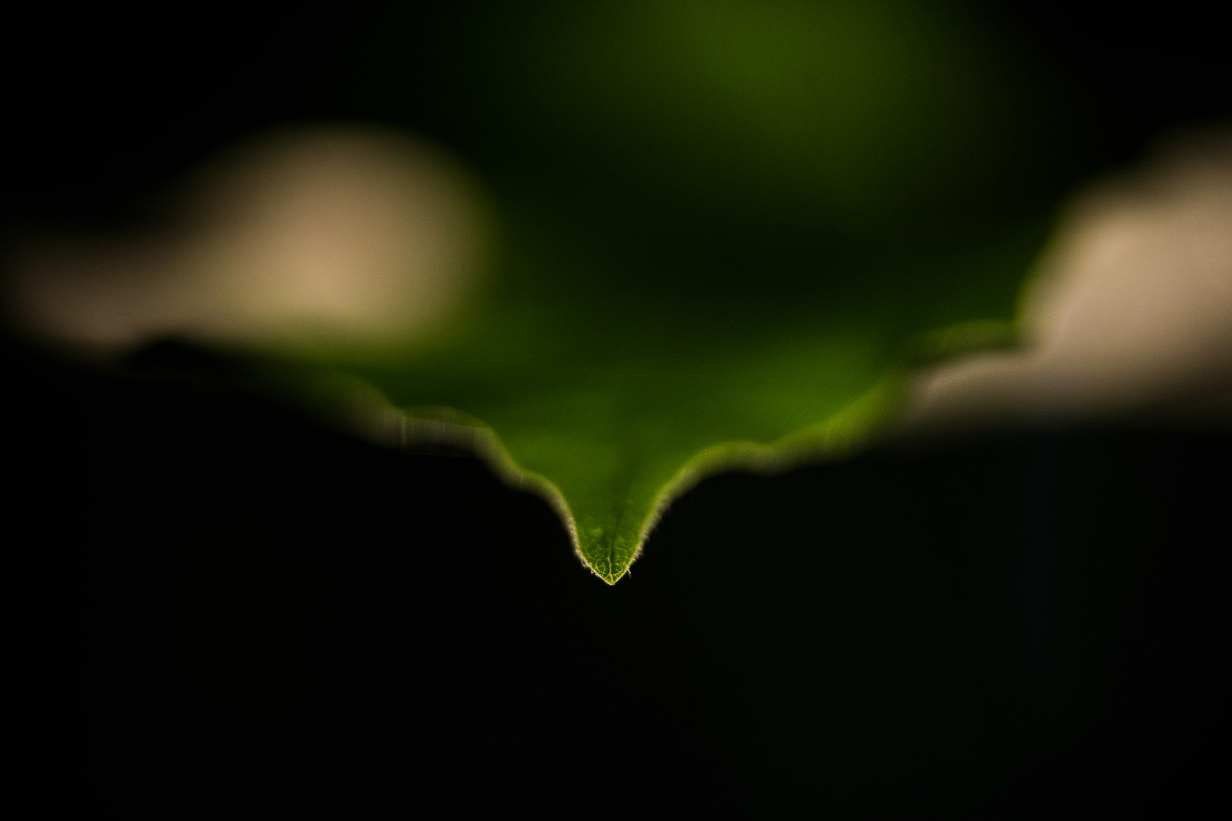 Close-up of a green leaf with a pointed tip against a dark background.