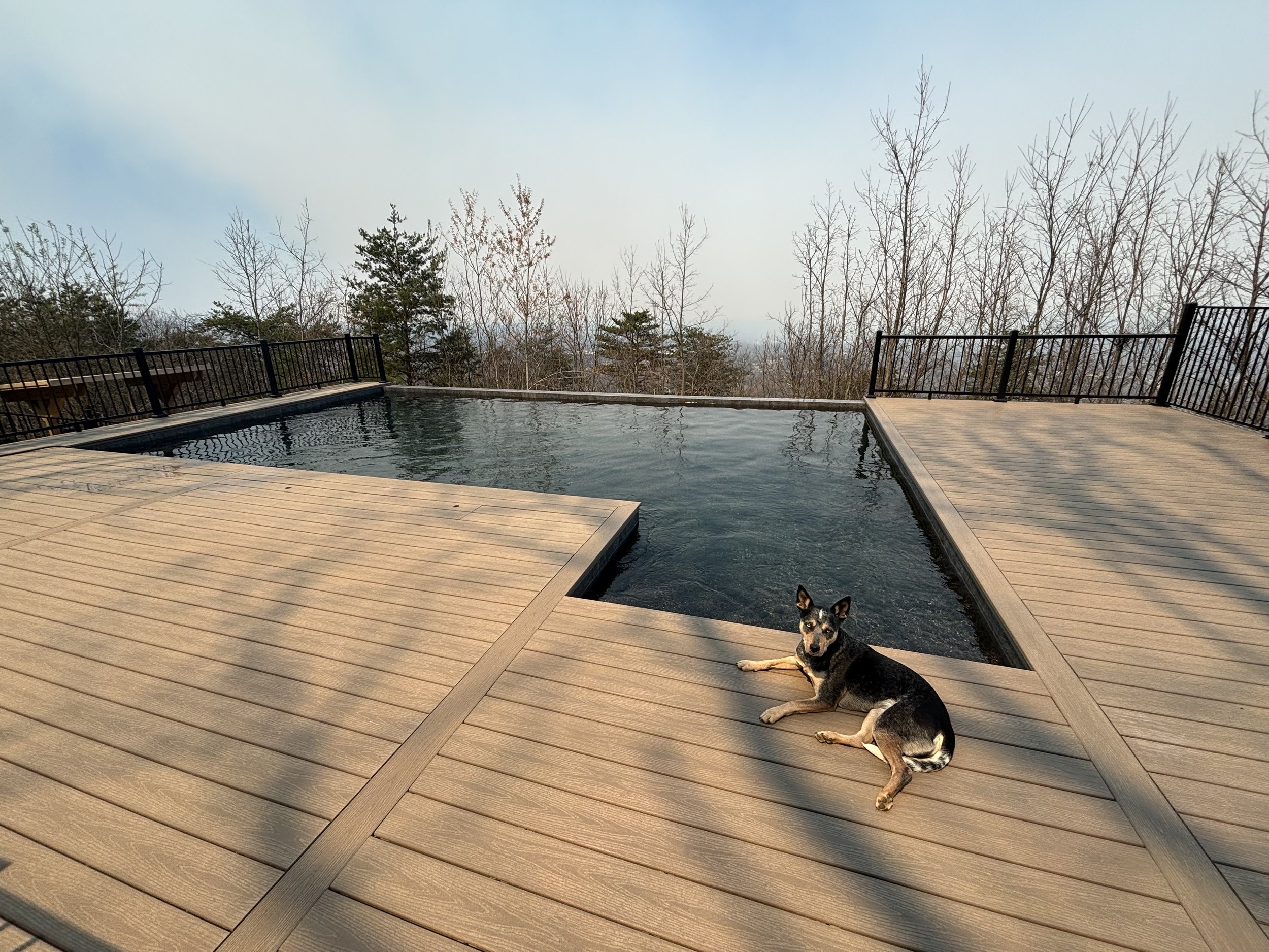 A black and tan dog lying on a wooden deck near a hot tub with black railing, outdoors with deciduous and pine trees in the background under a cloudy sky.
